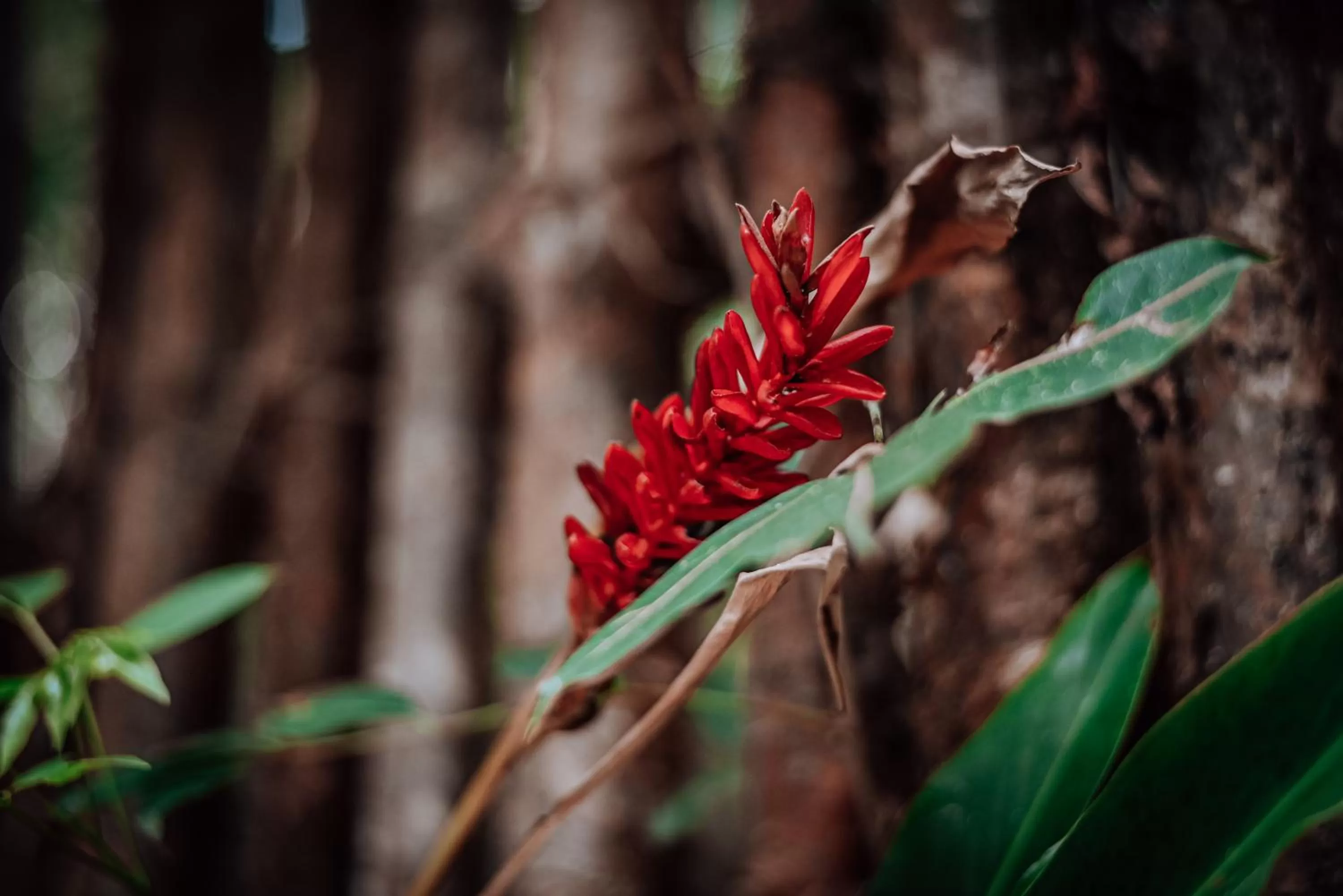 Garden, Other Animals in Lunita Jungle Experience