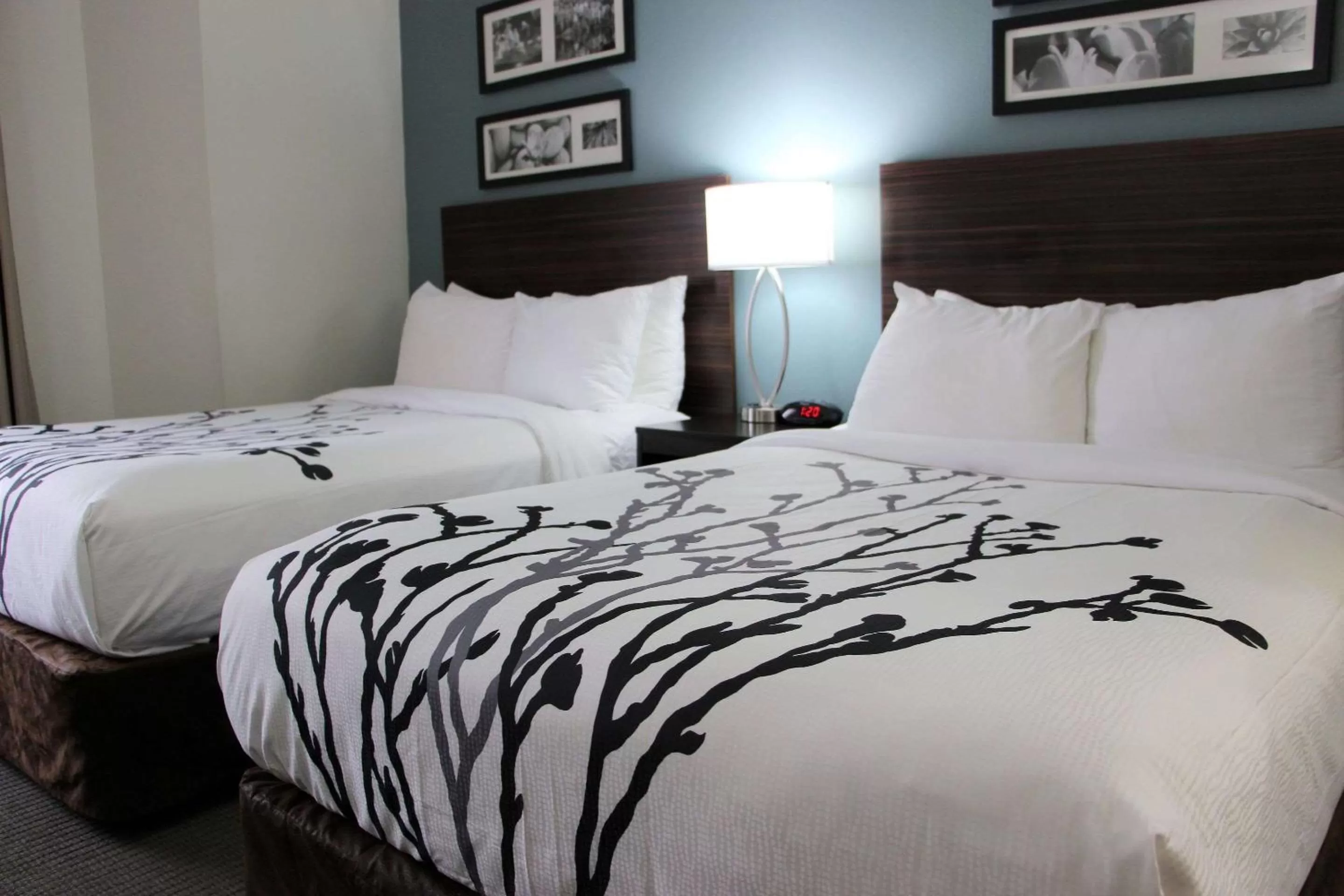 Photo of the whole room, Bed in Sleep Inn Chattanooga Hamilton Place