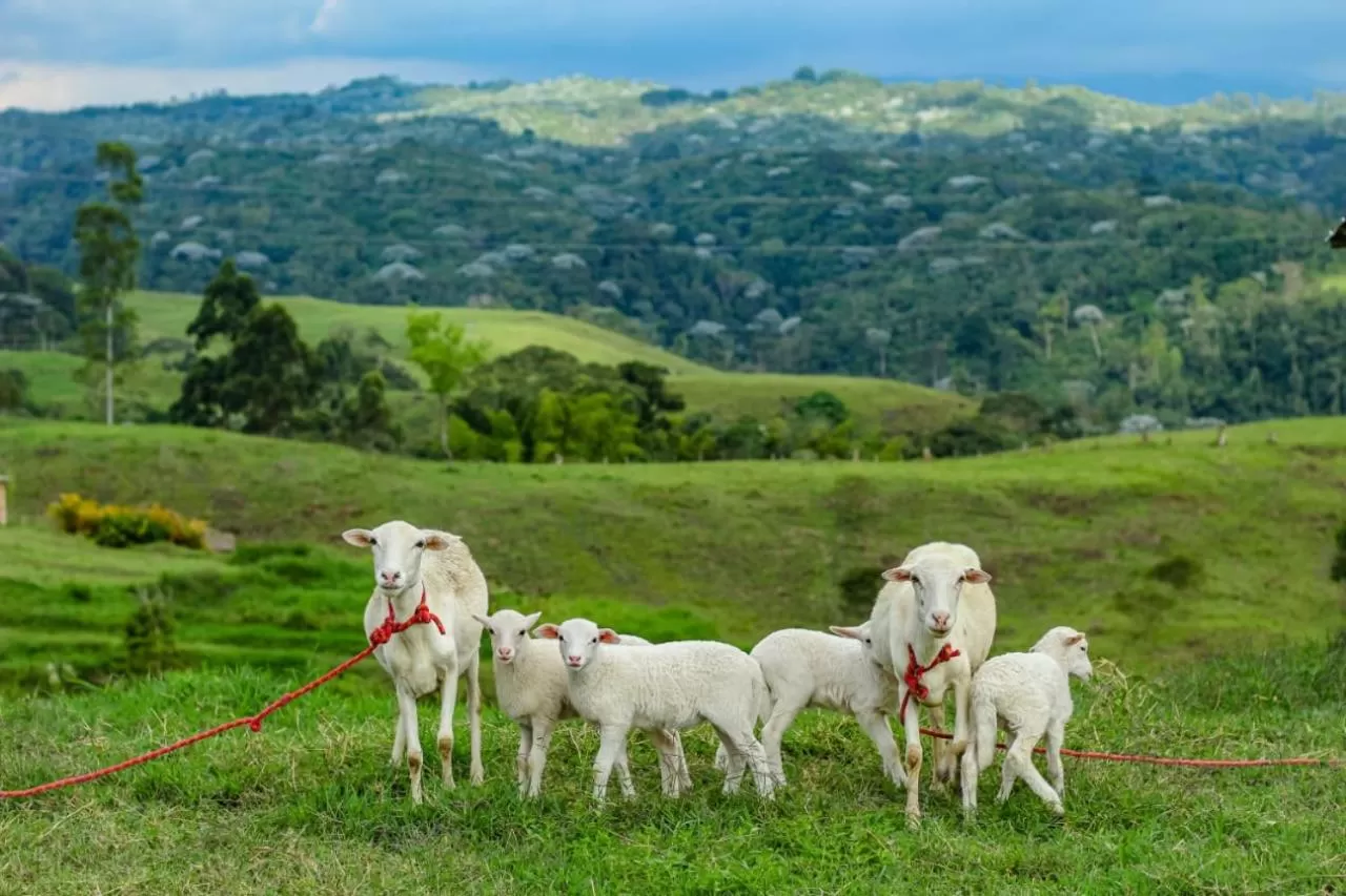 Animals in Ecohotel Monte Tierra Habitaciones y Glamping