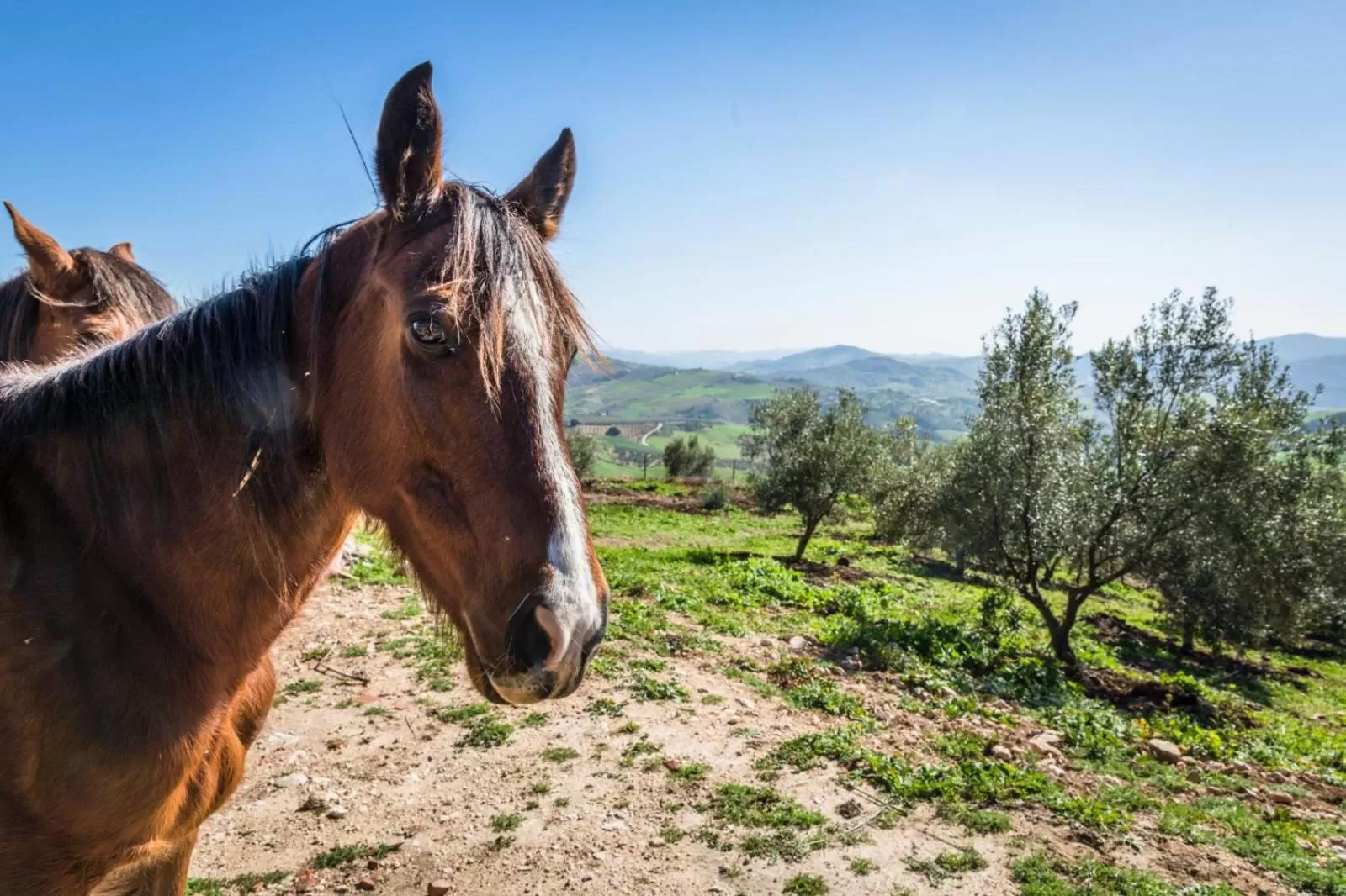 Animals in Hotel Fuente del Sol