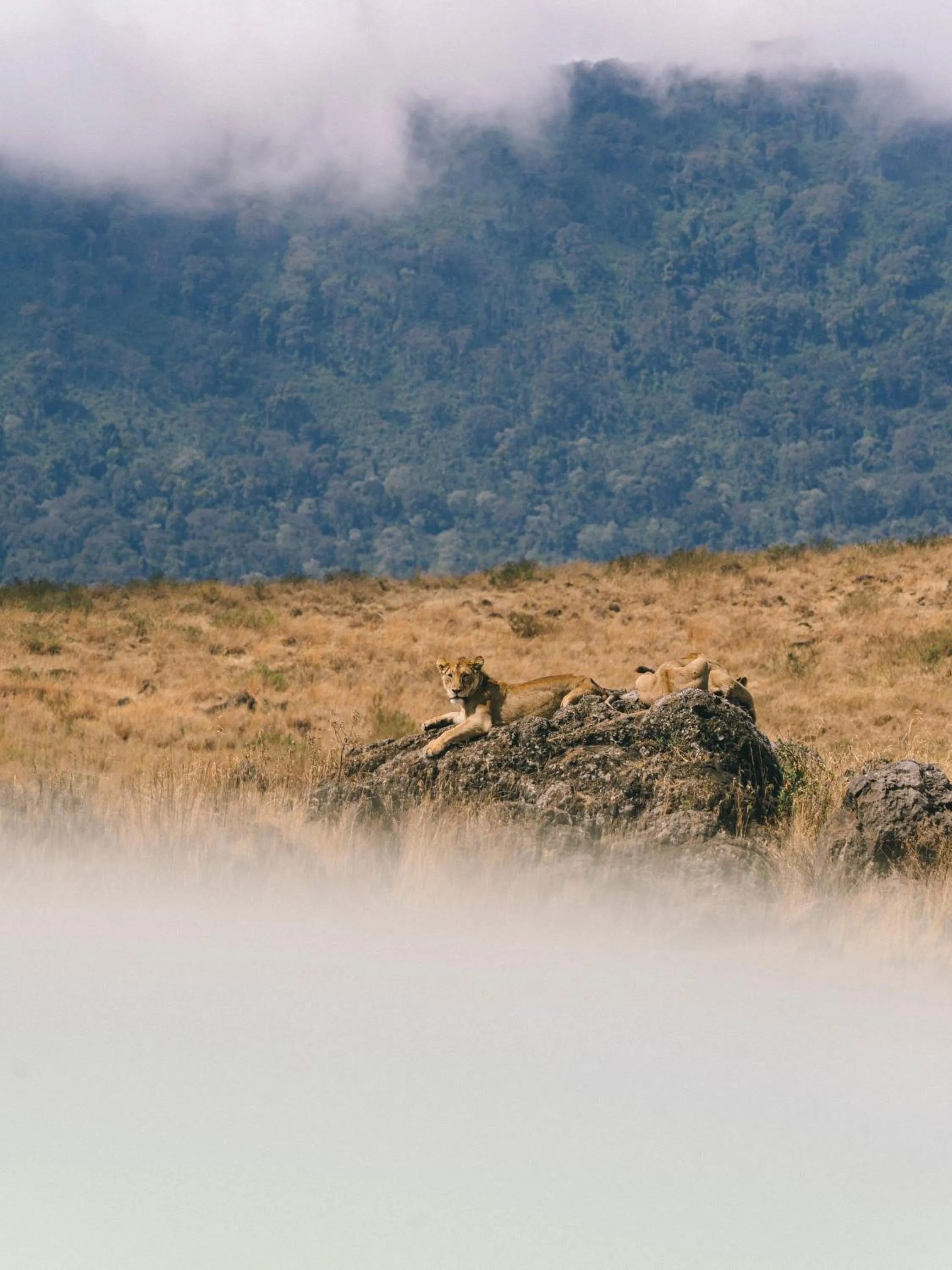 Day in Ngorongoro Lodge member of Melia Collection - The Leading Hotels of the World