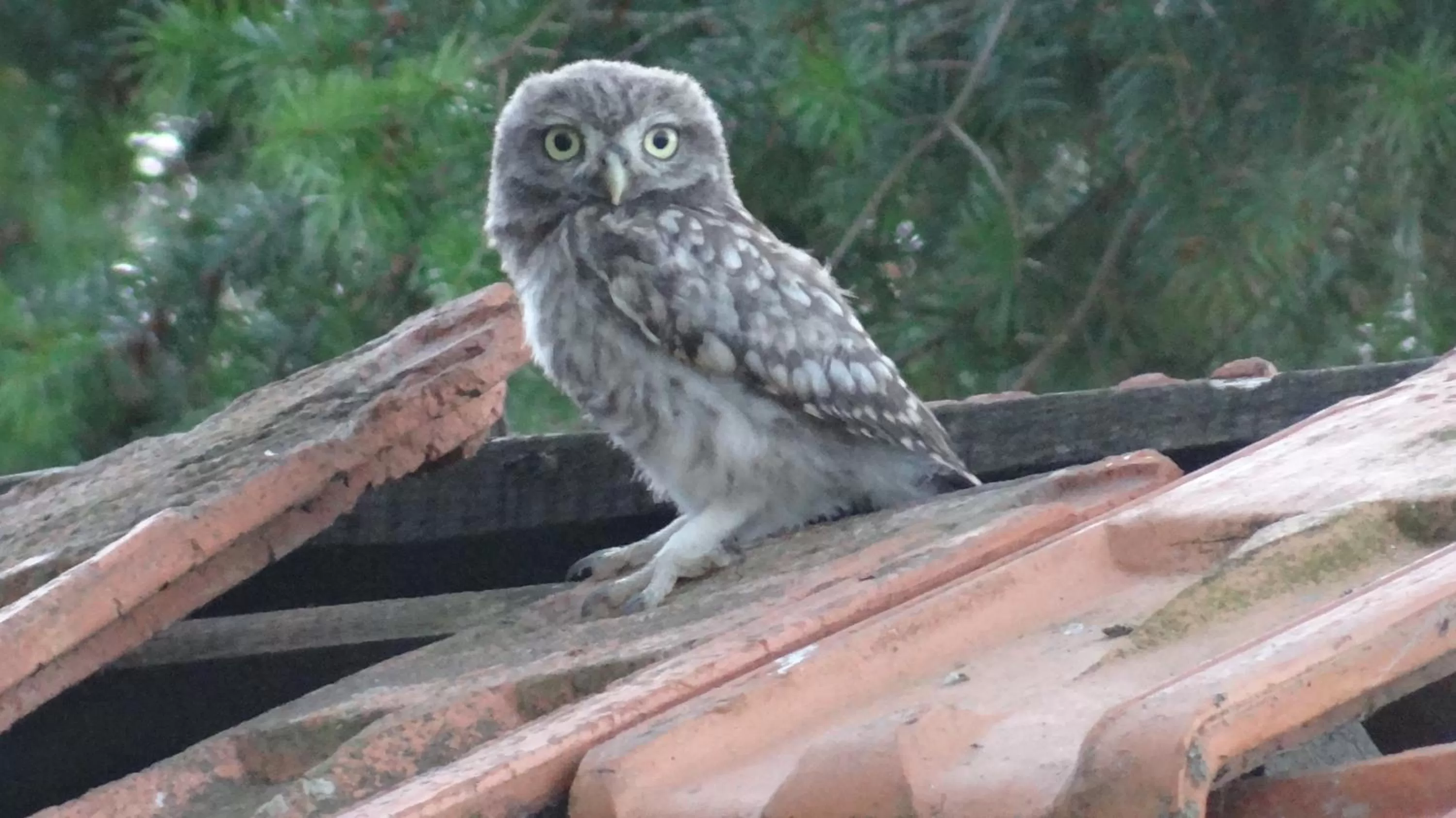 Natural landscape in La Petite Houssaye