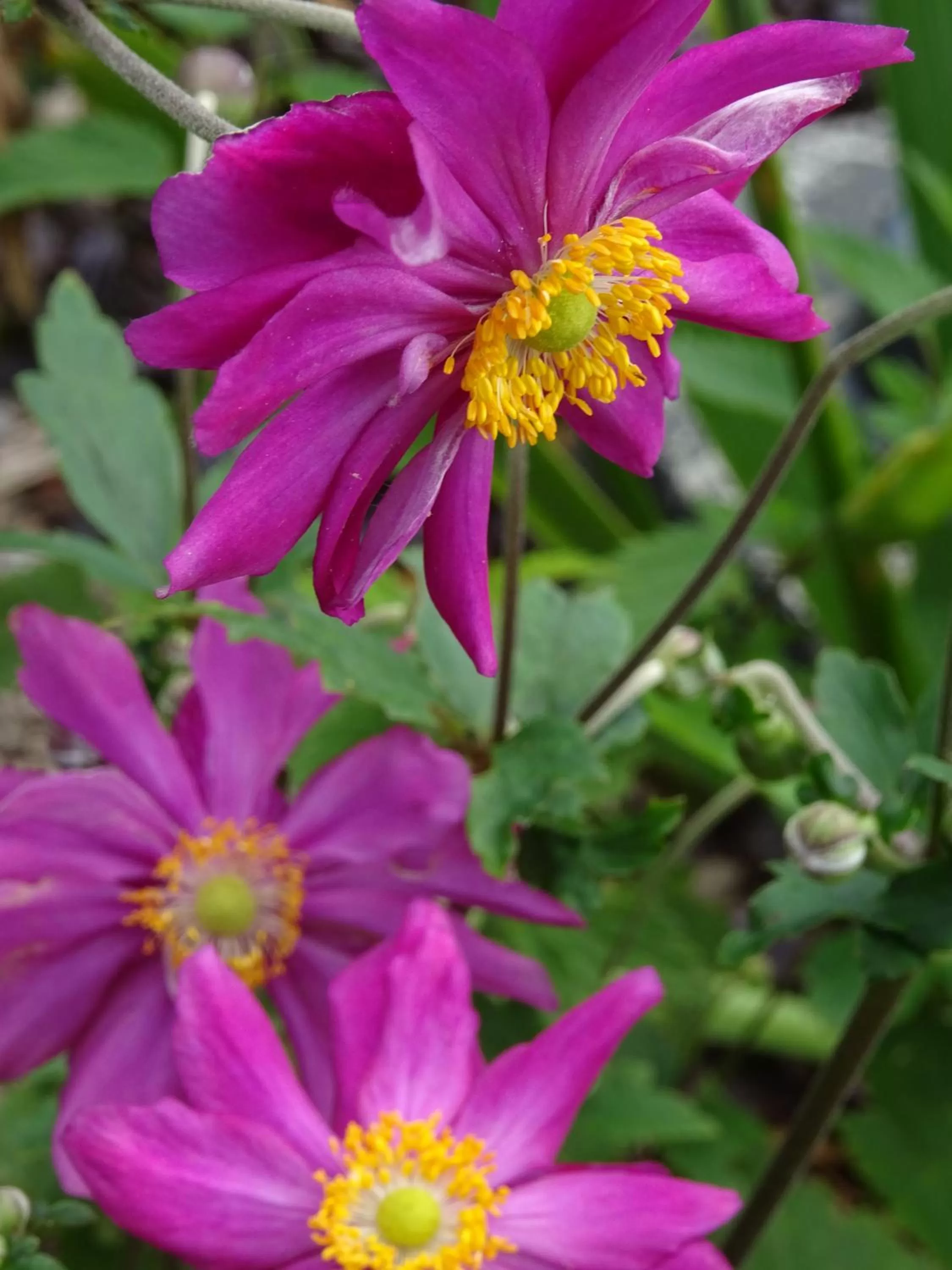 Garden in Landhotel Kastanienallee Putbus