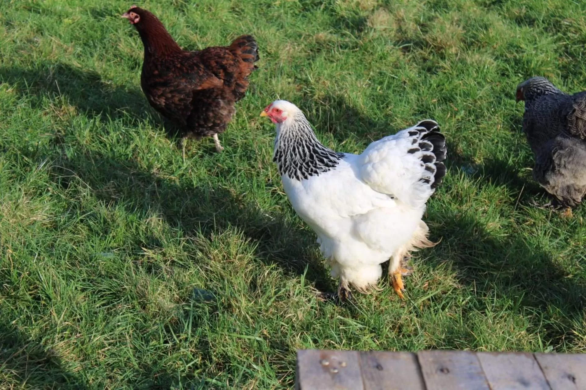 Pets in La Chaumière