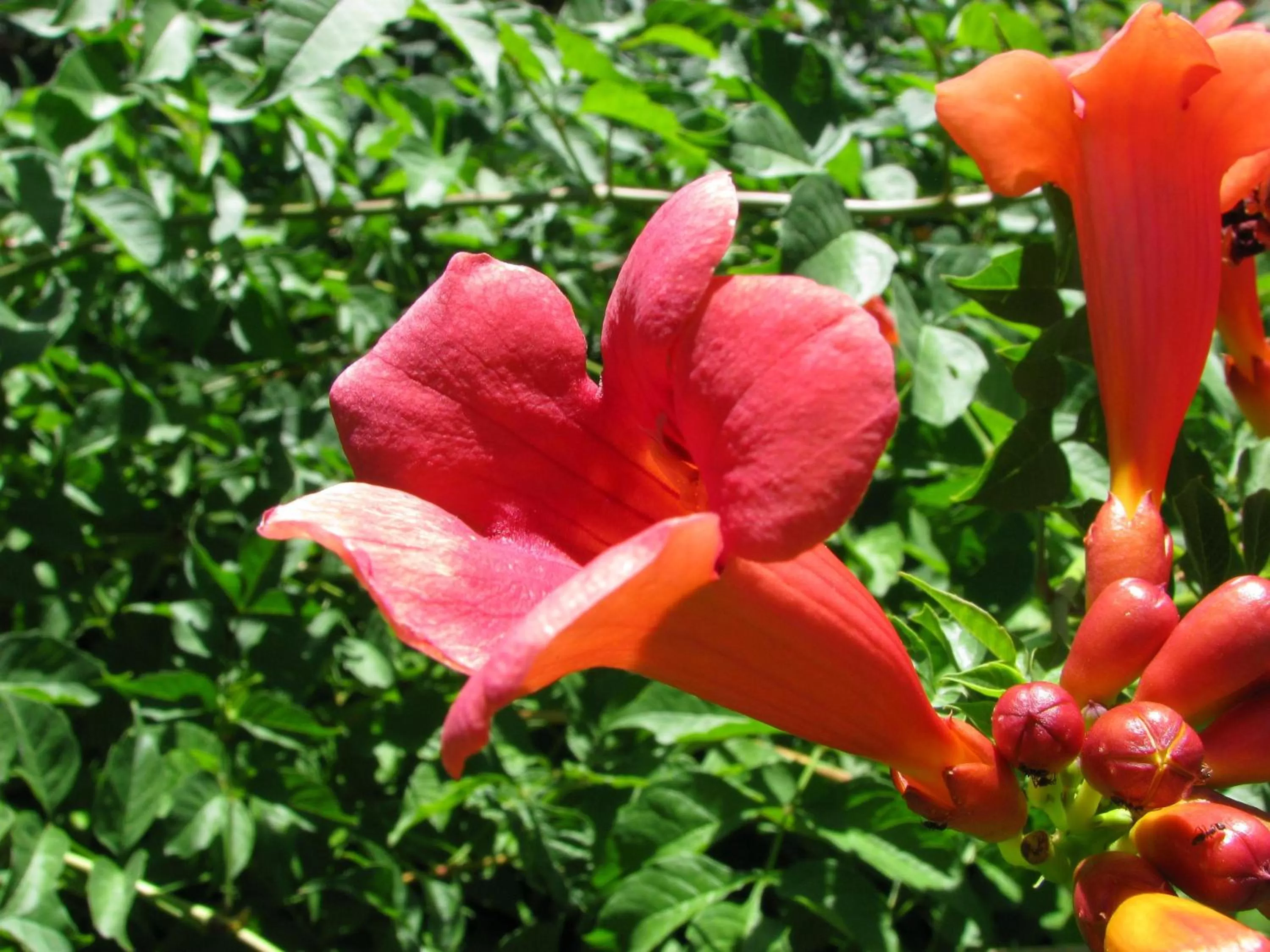 Decorative detail in Villas at Poco Diablo