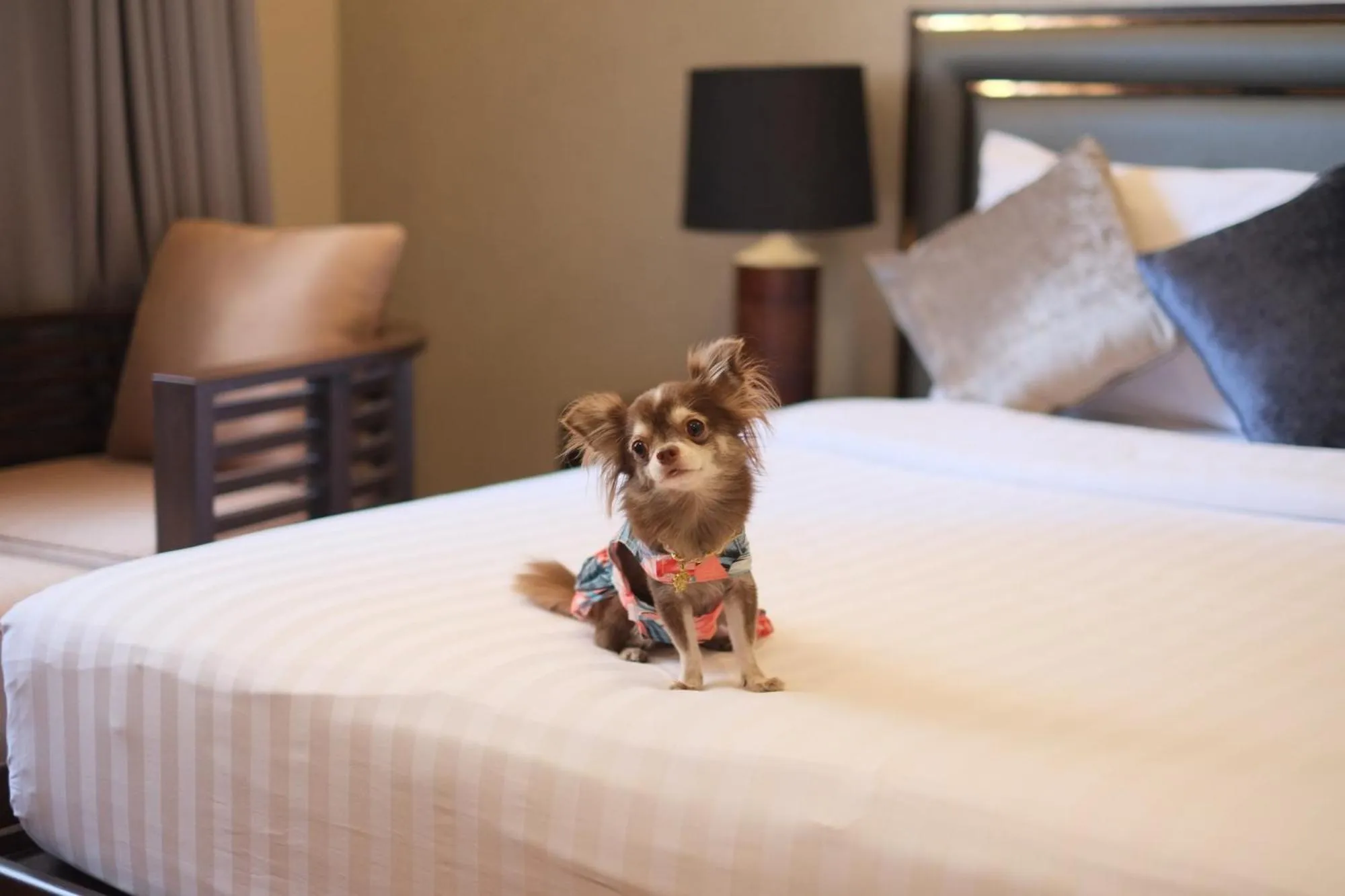 Pets, Bed in Grand Mercure Bangkok Asoke Residence