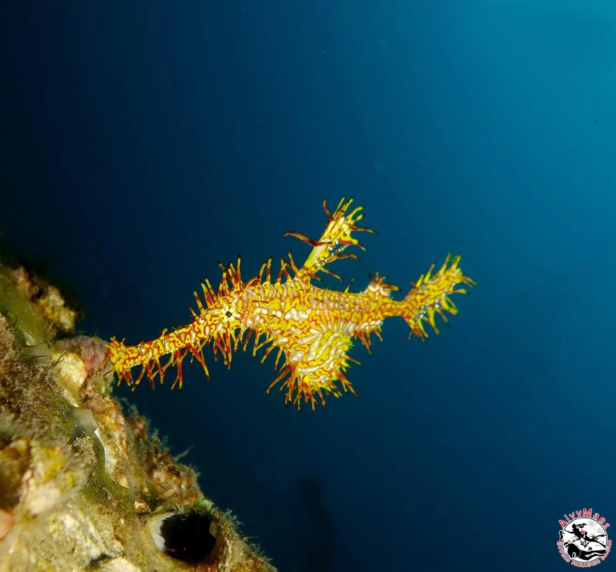 Snorkeling in AivyMaes Divers Resort