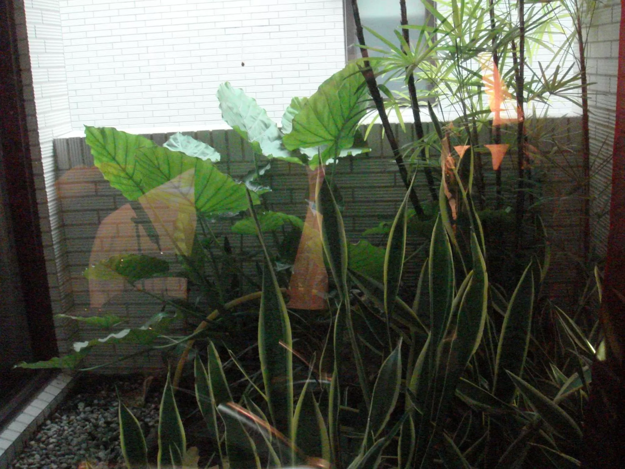 Balcony/Terrace in Dryad Motel
