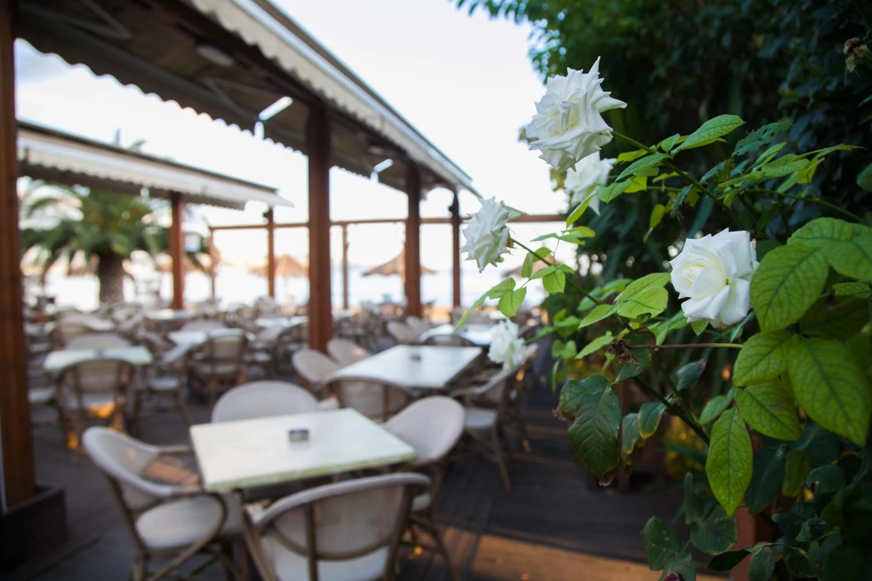 Restaurant/places to eat in Ignatia Hotel