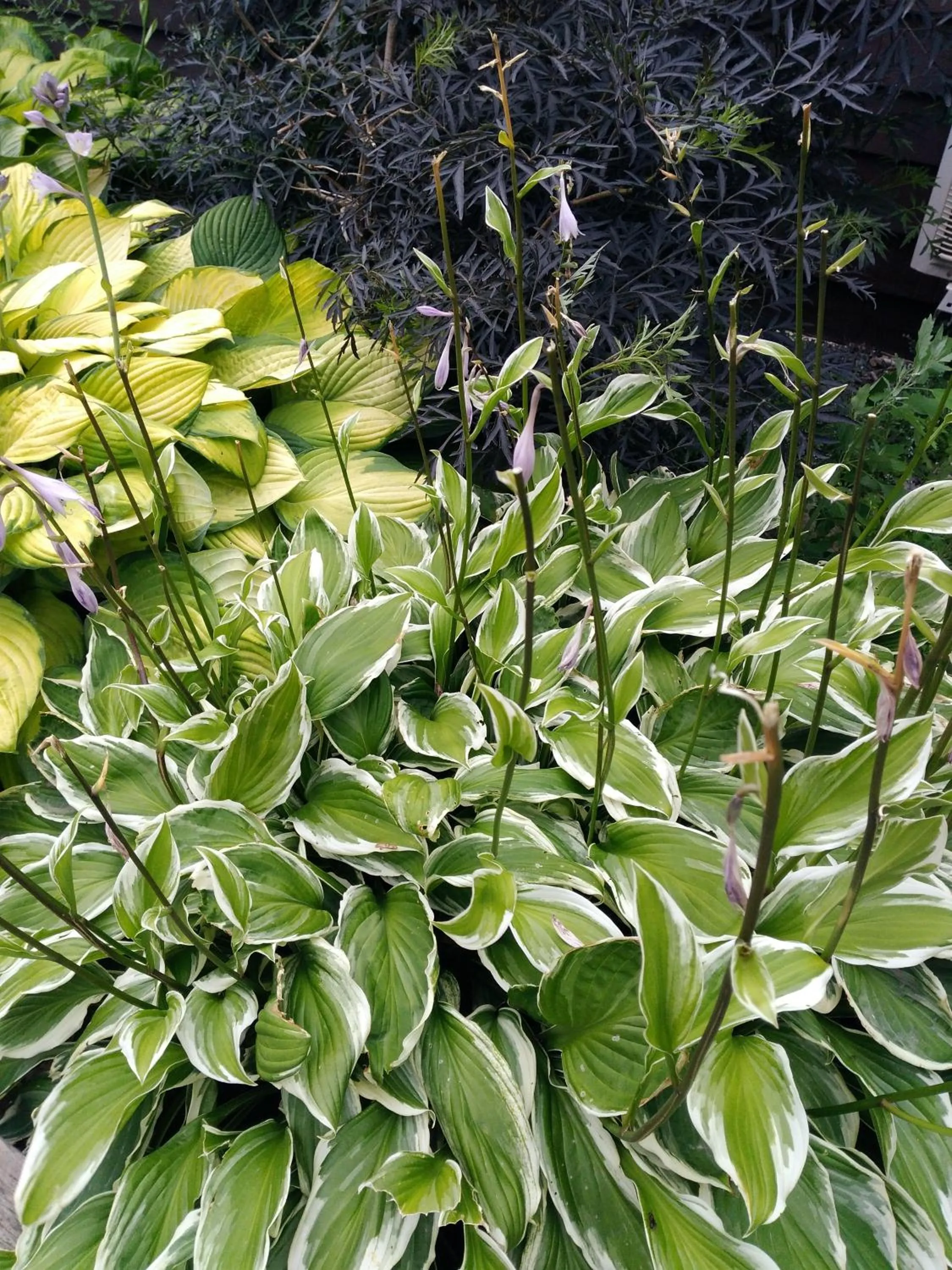 Garden in Braeside Country Inn