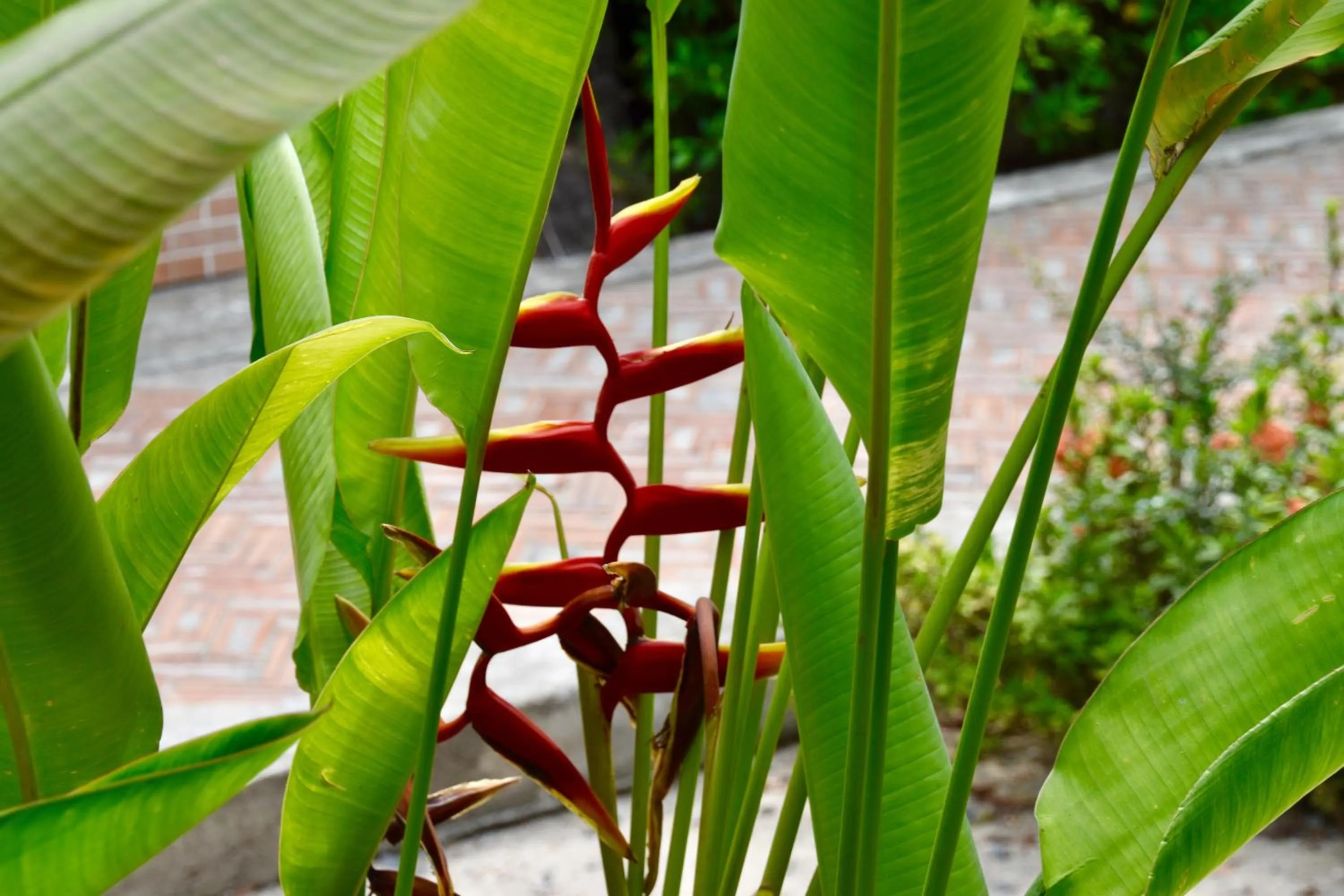 Garden in Magic Resort