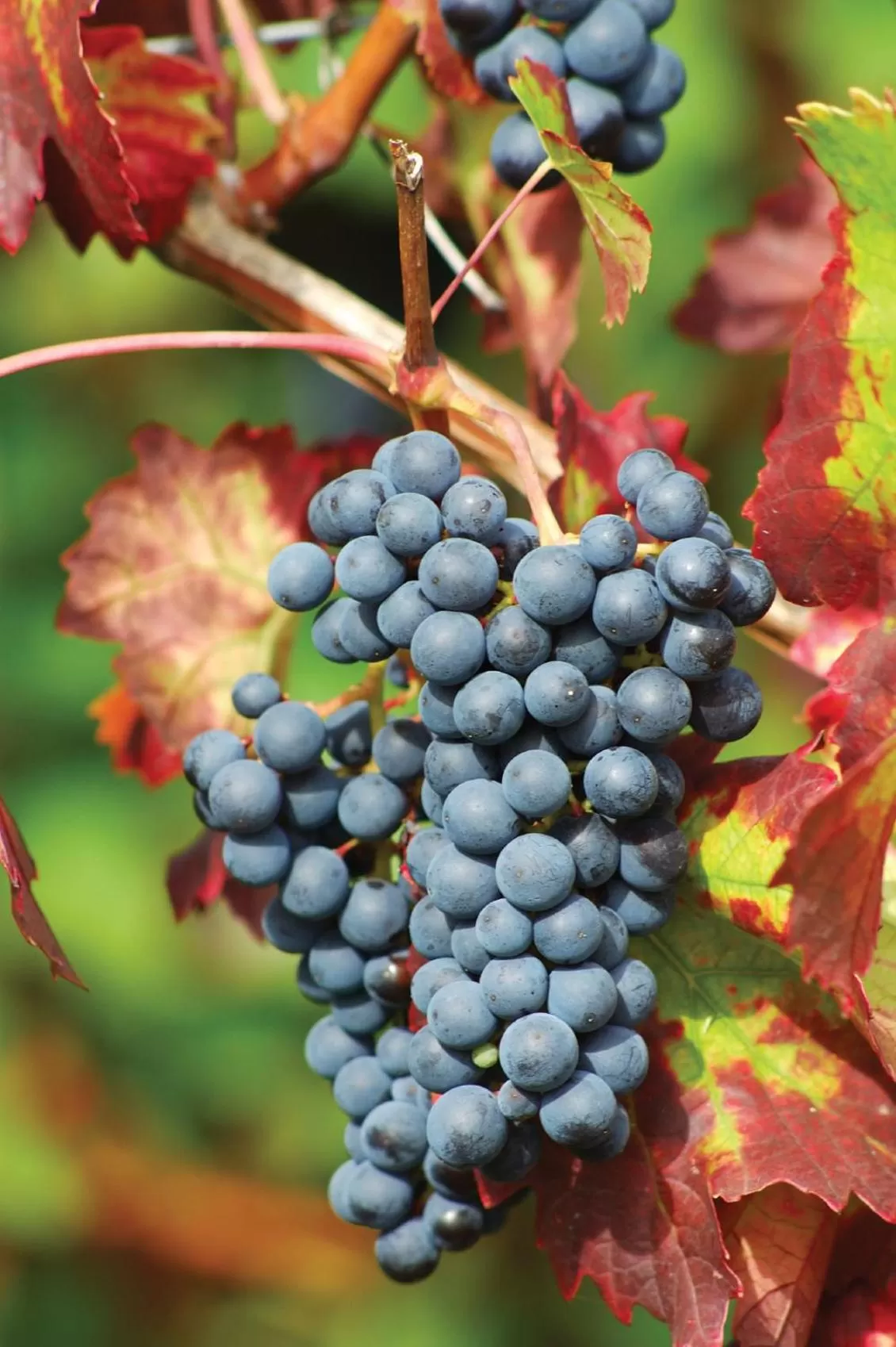 Activities in Days Inn by Wyndham Berthierville