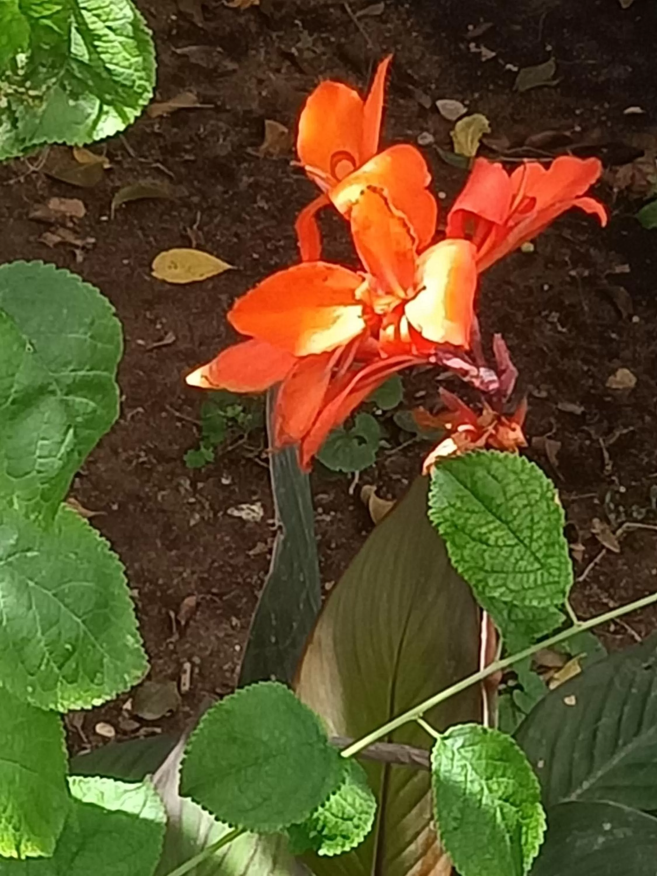 Alojamento Local Largo da Igreja