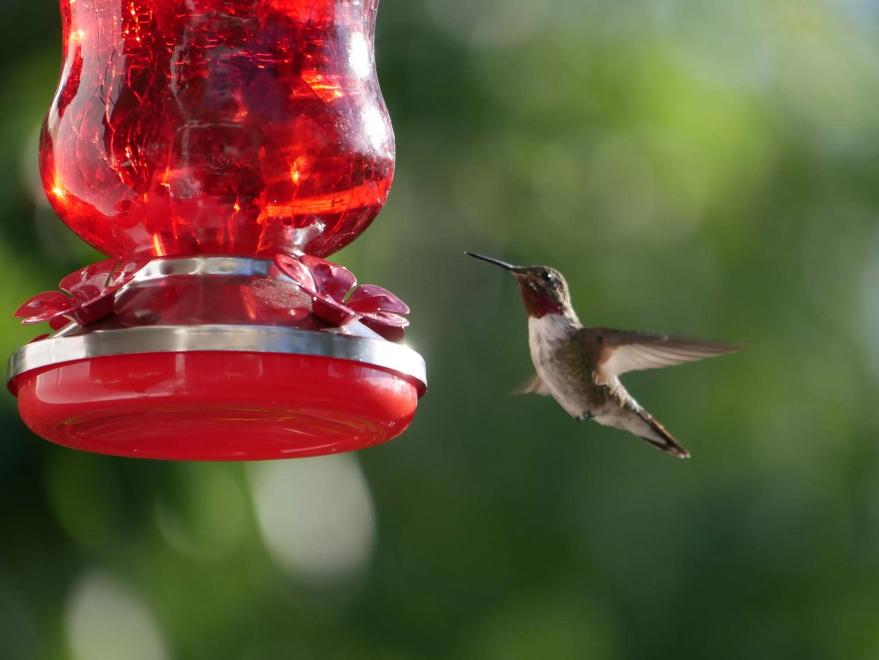 Other Animals in Sheridan House Inn- Adult Only Accommodation