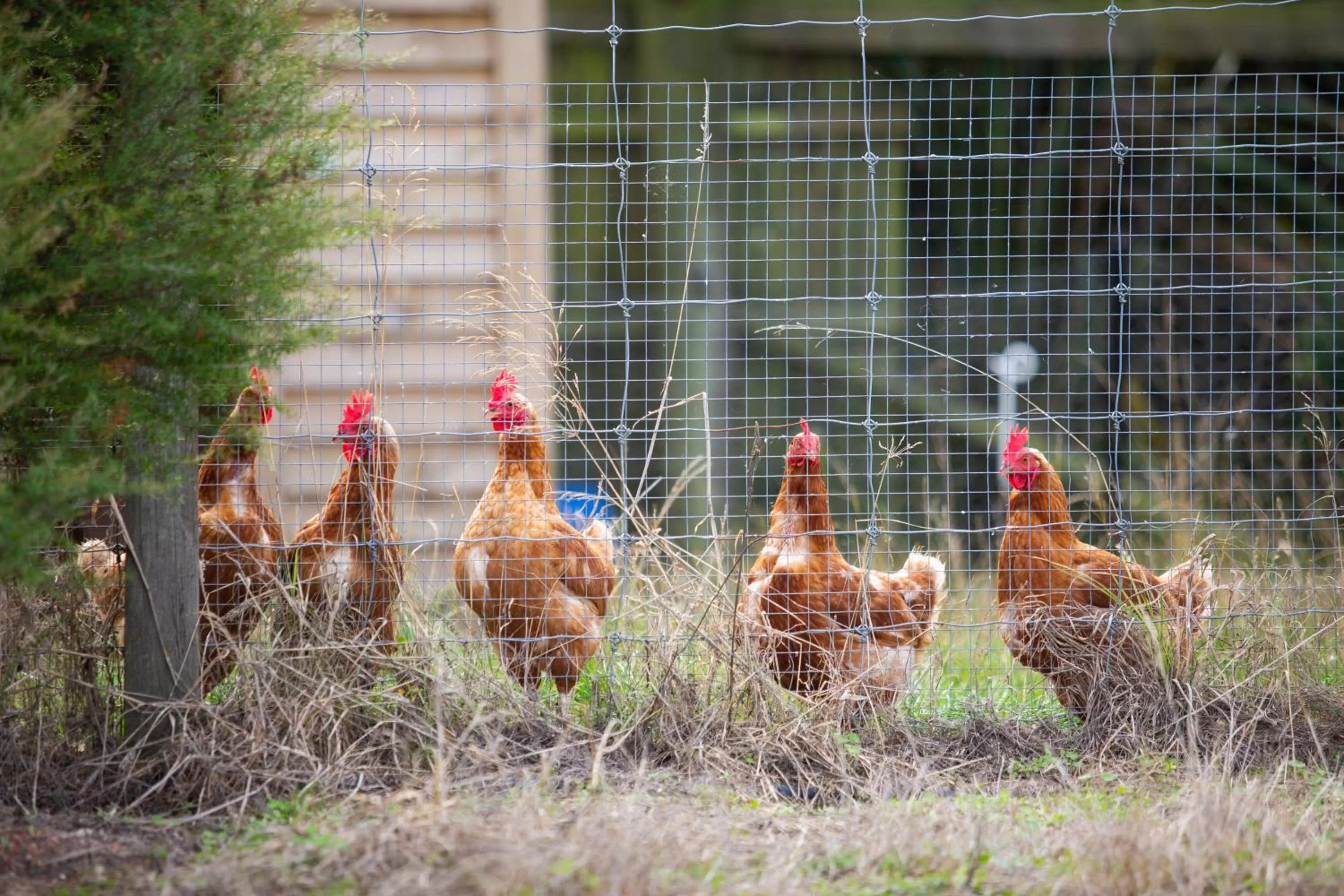 Animals in Hilltop Whakaipo Estate