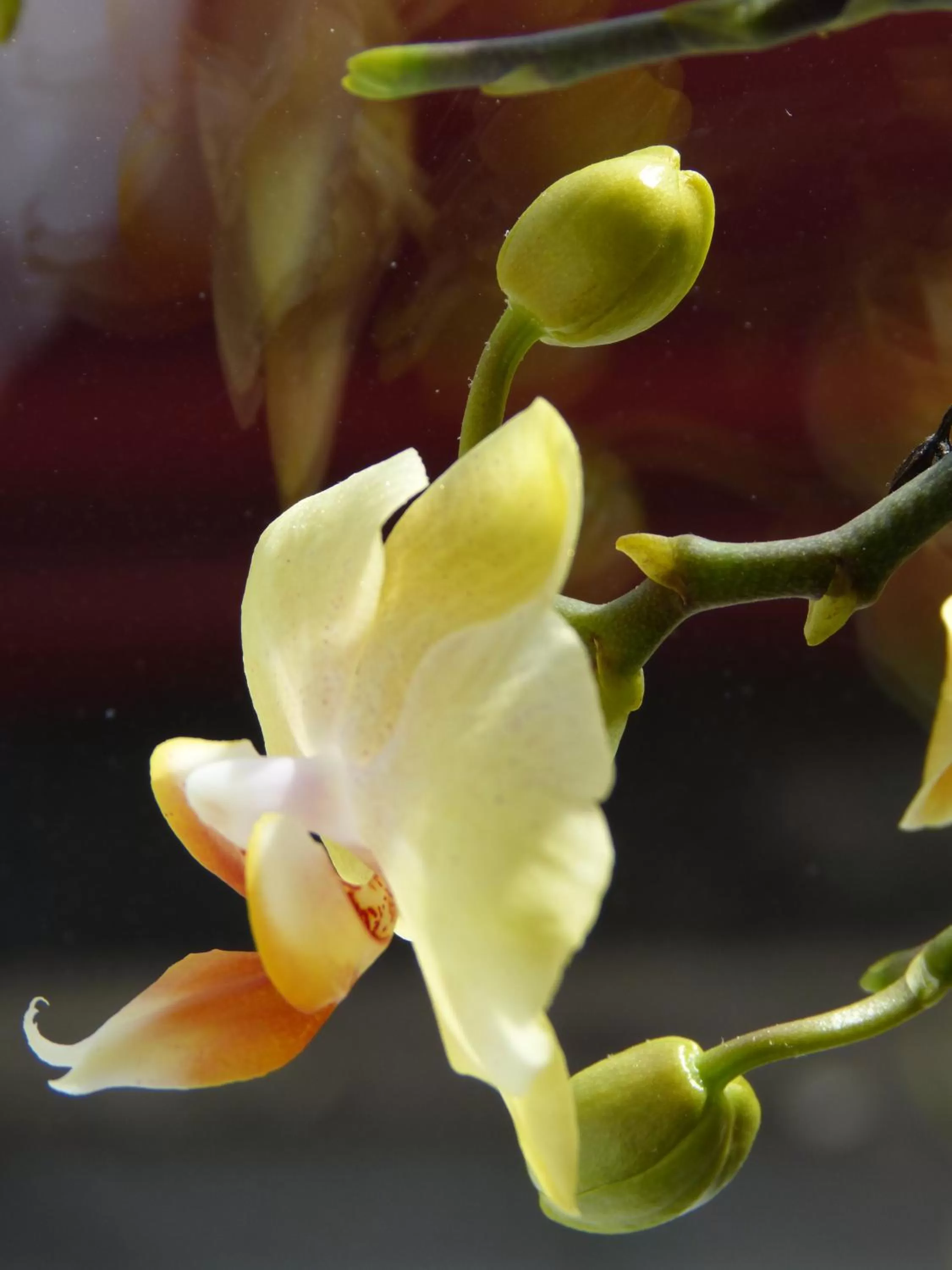 Decorative detail, Other Animals in The Iverna