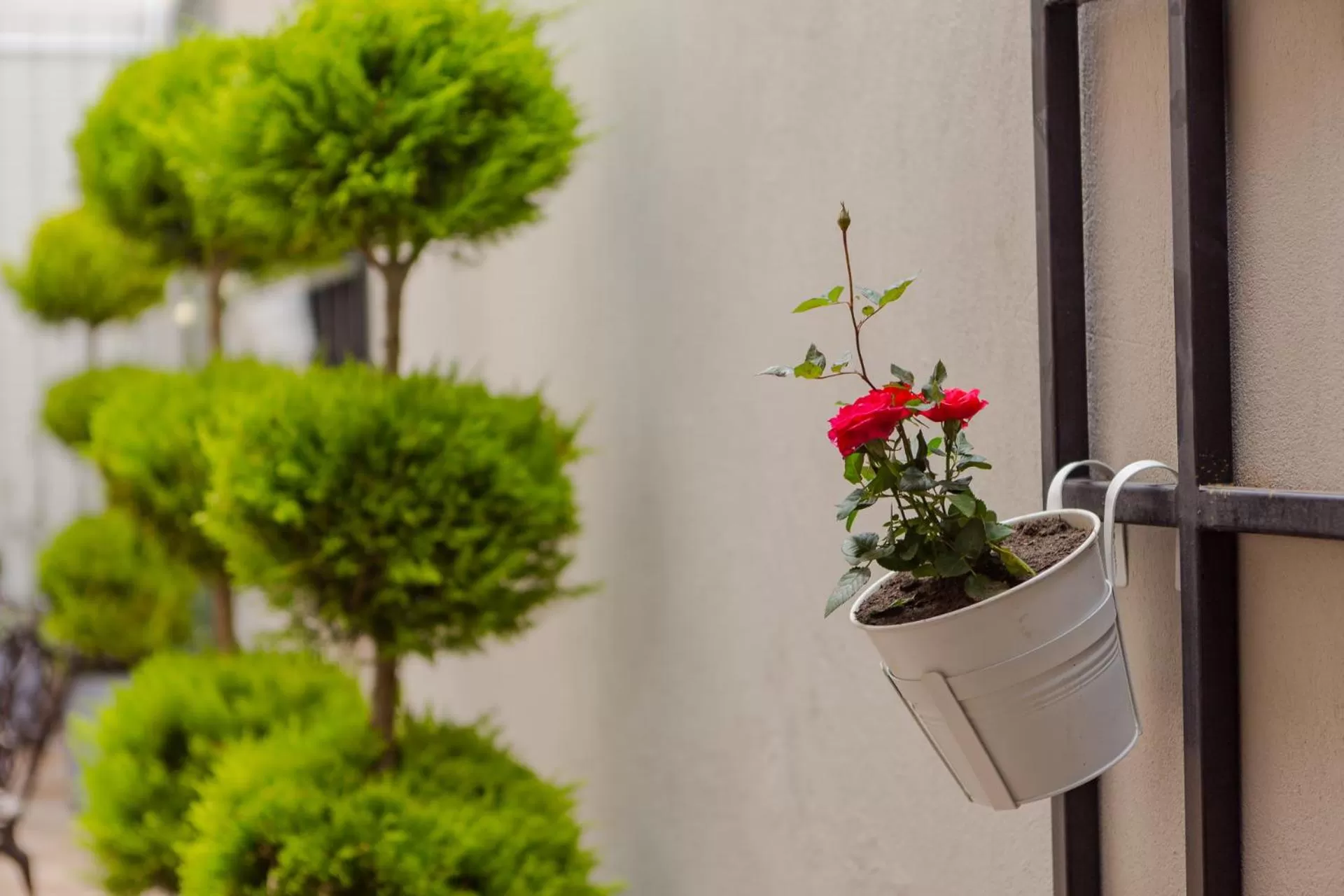 Garden in Hotel BLOOM Batumi