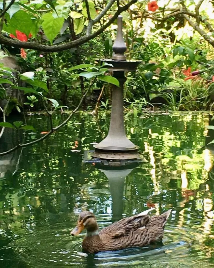 Property building, Other Animals in Villa Jacaranda