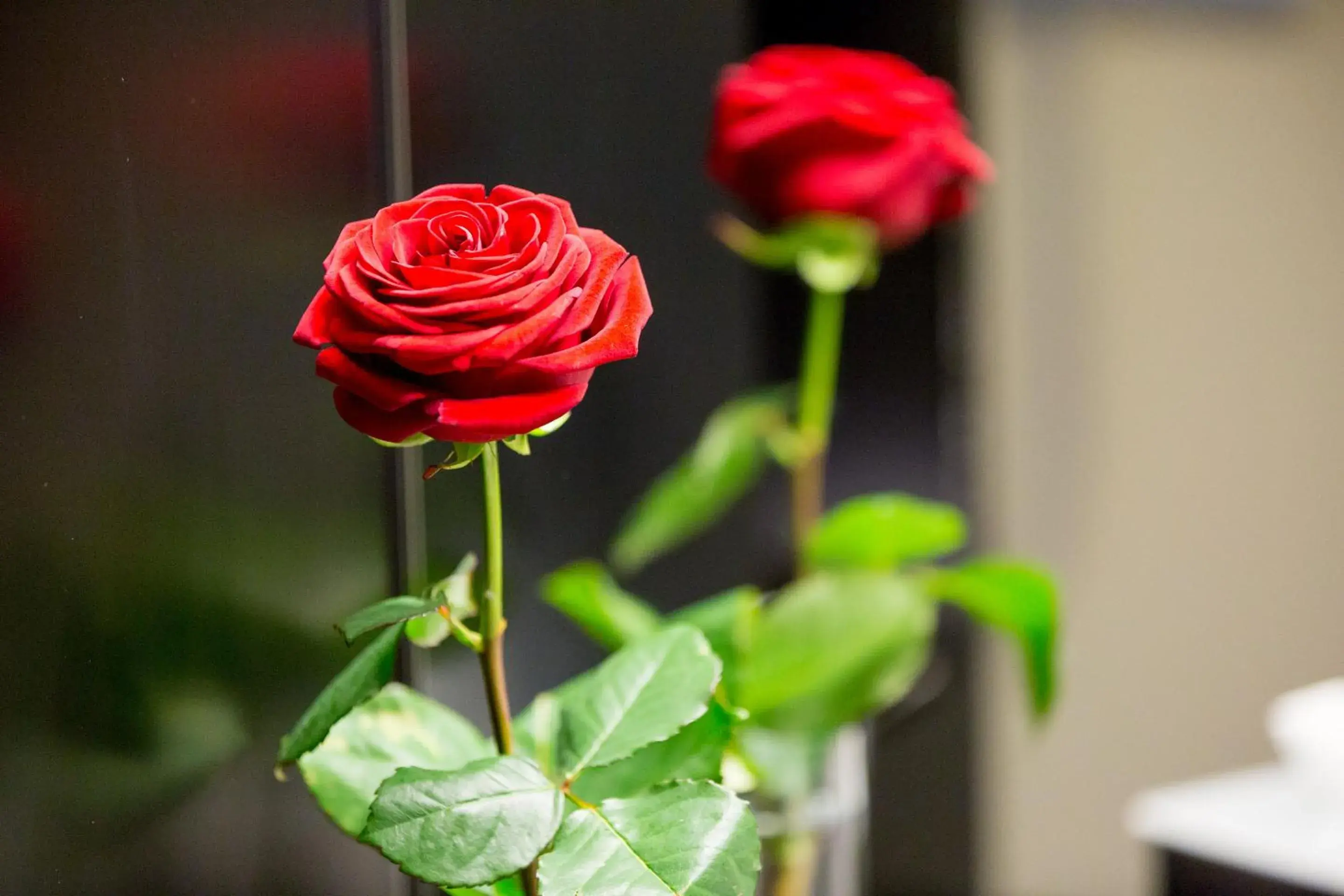 Design Single Room in Dasbreitehotel am Rhein Design Single Room in Dasbreitehotel am Rhein