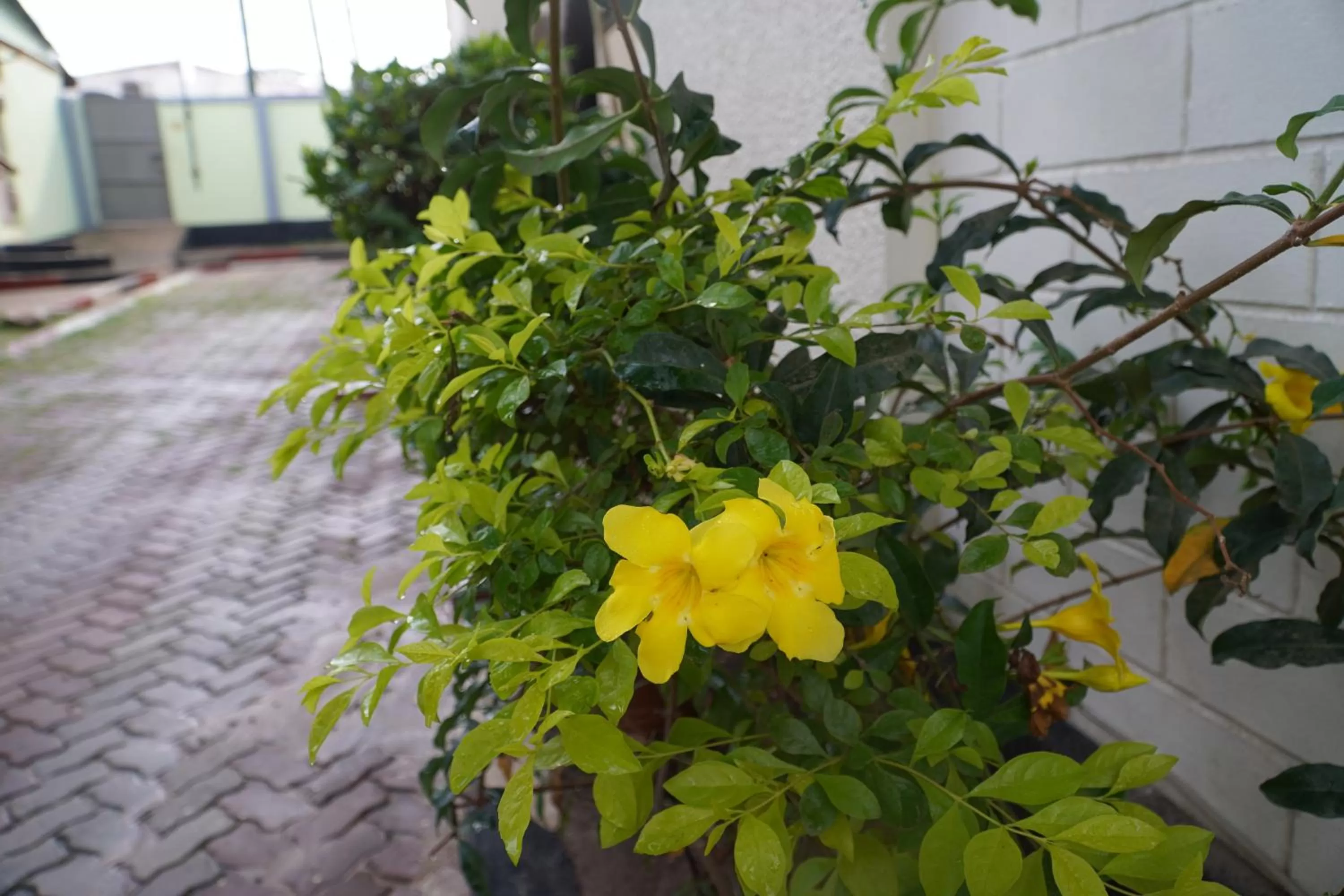 Garden in L&J Modern Backpackers Kinondoni