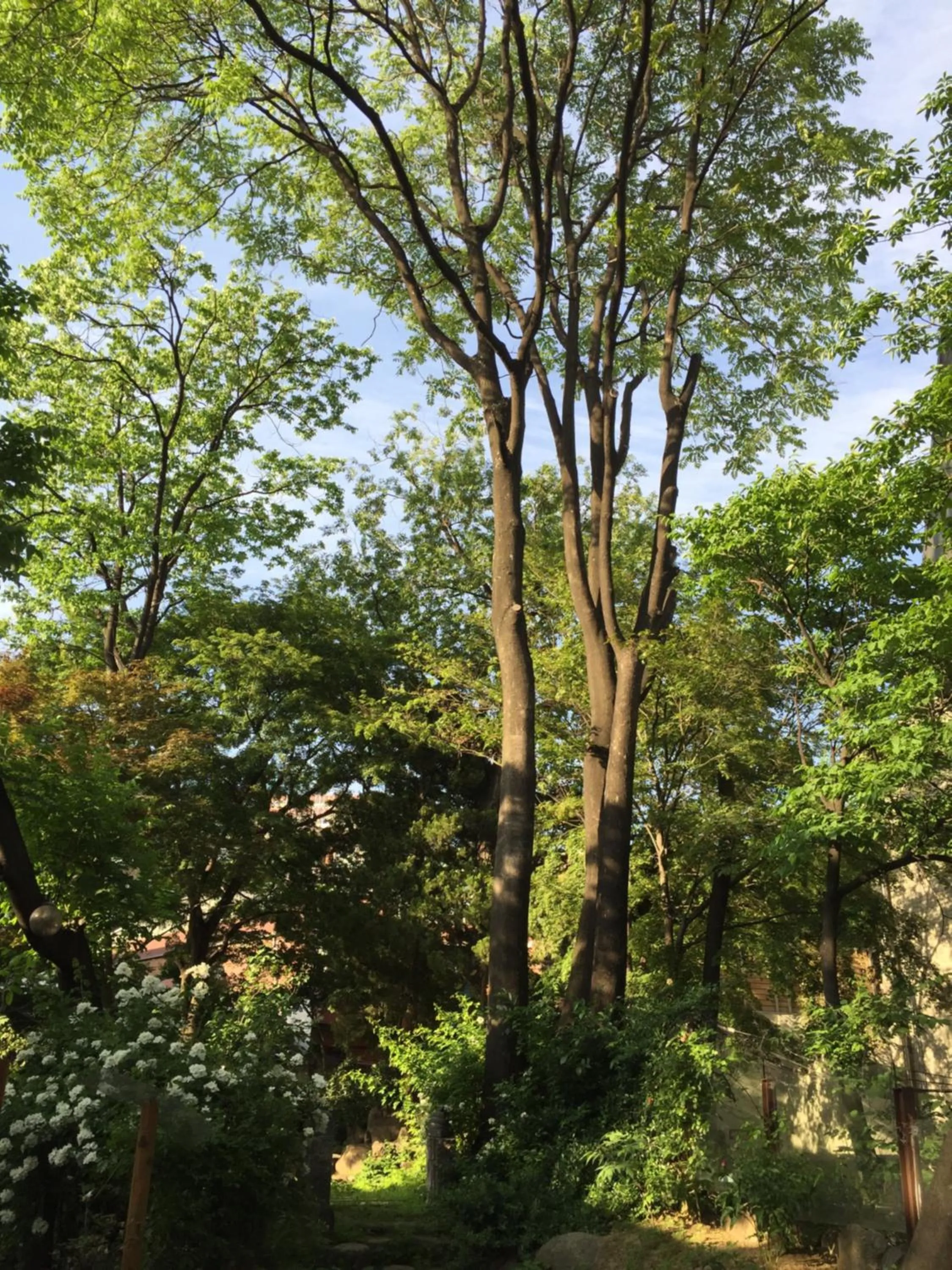 Garden in Jiwoljang Guesthouse