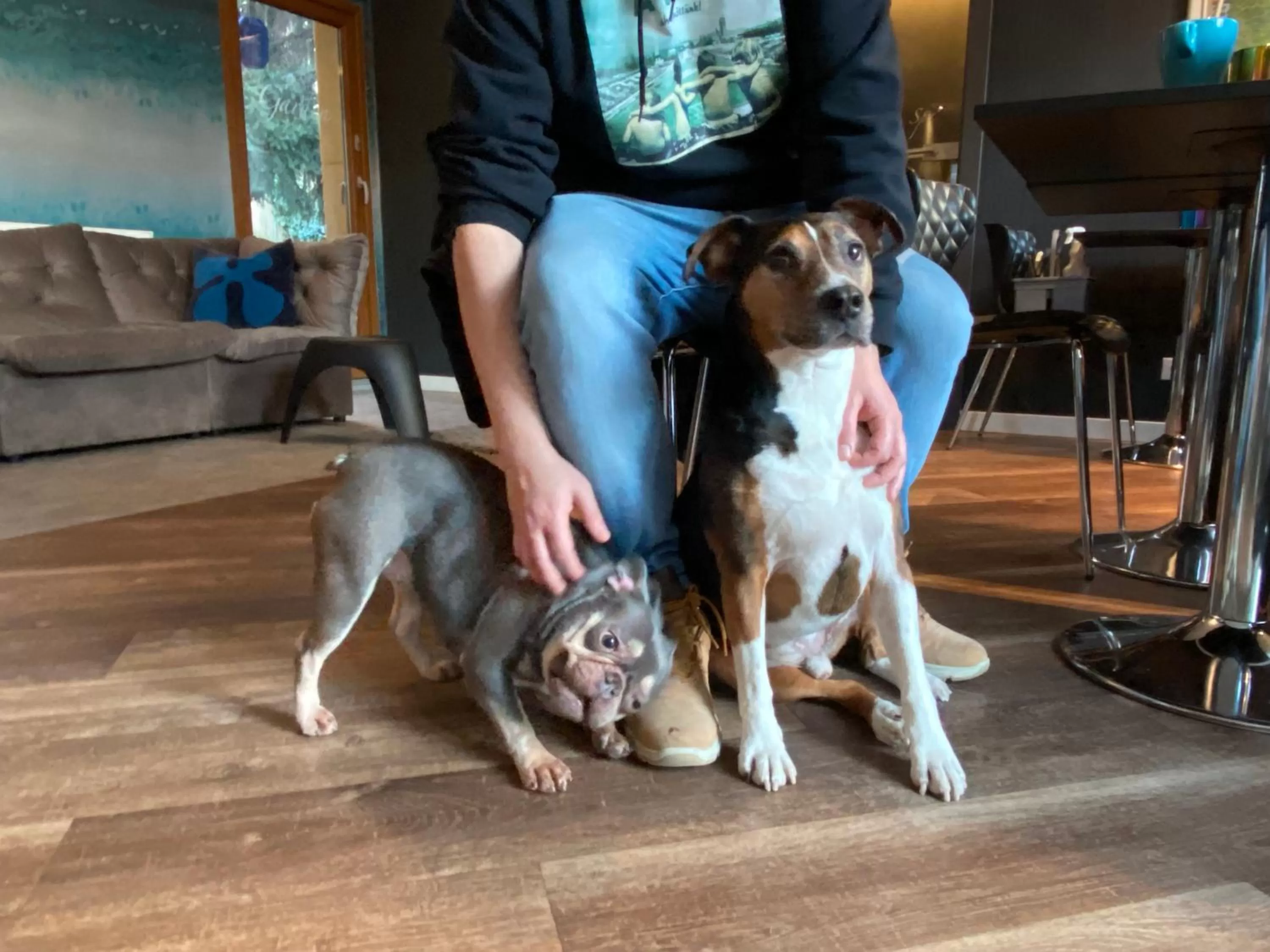 Pets in Margaréta Garden & SPA