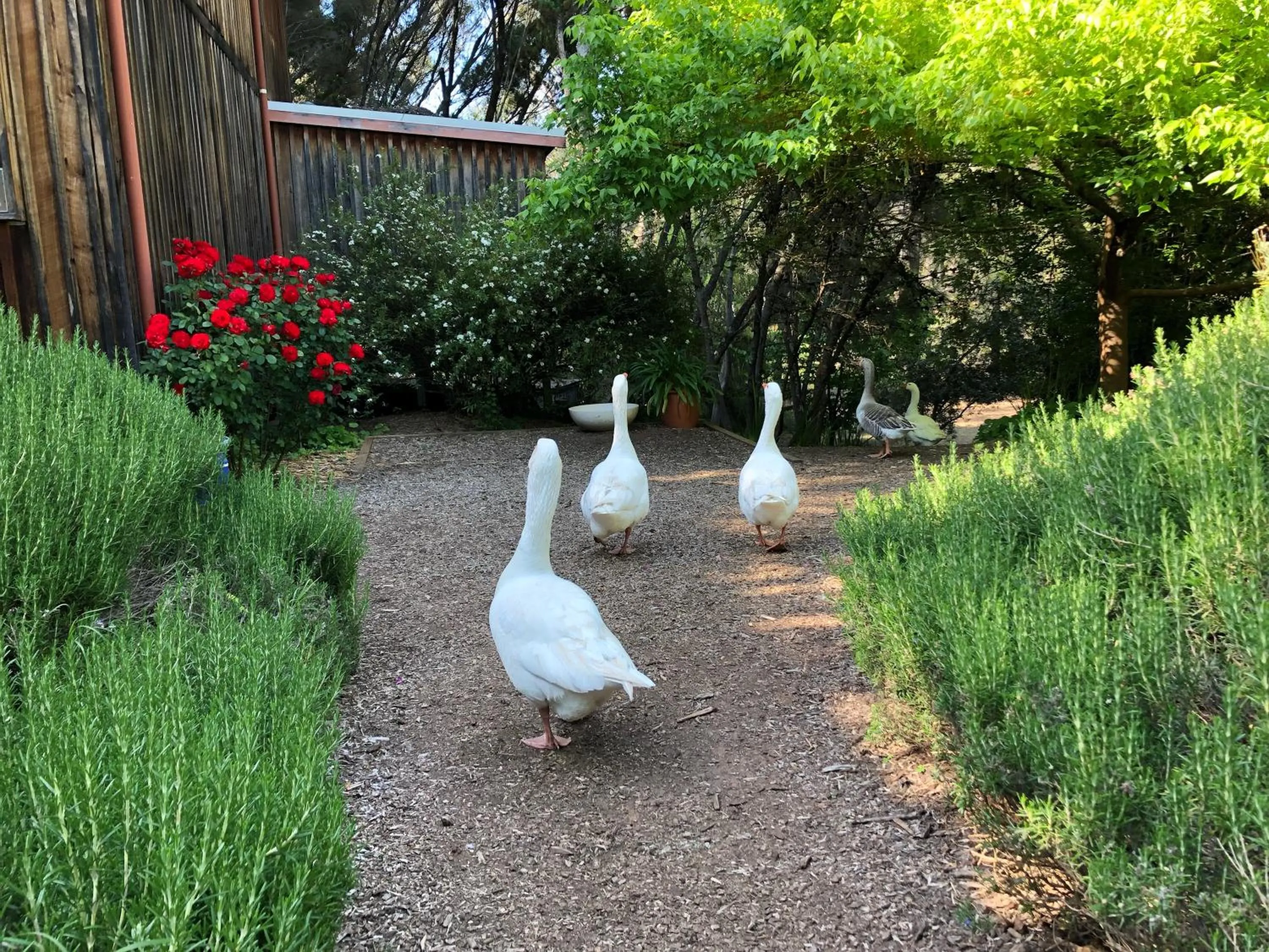 Garden in Ford House Bed & Breakfast
