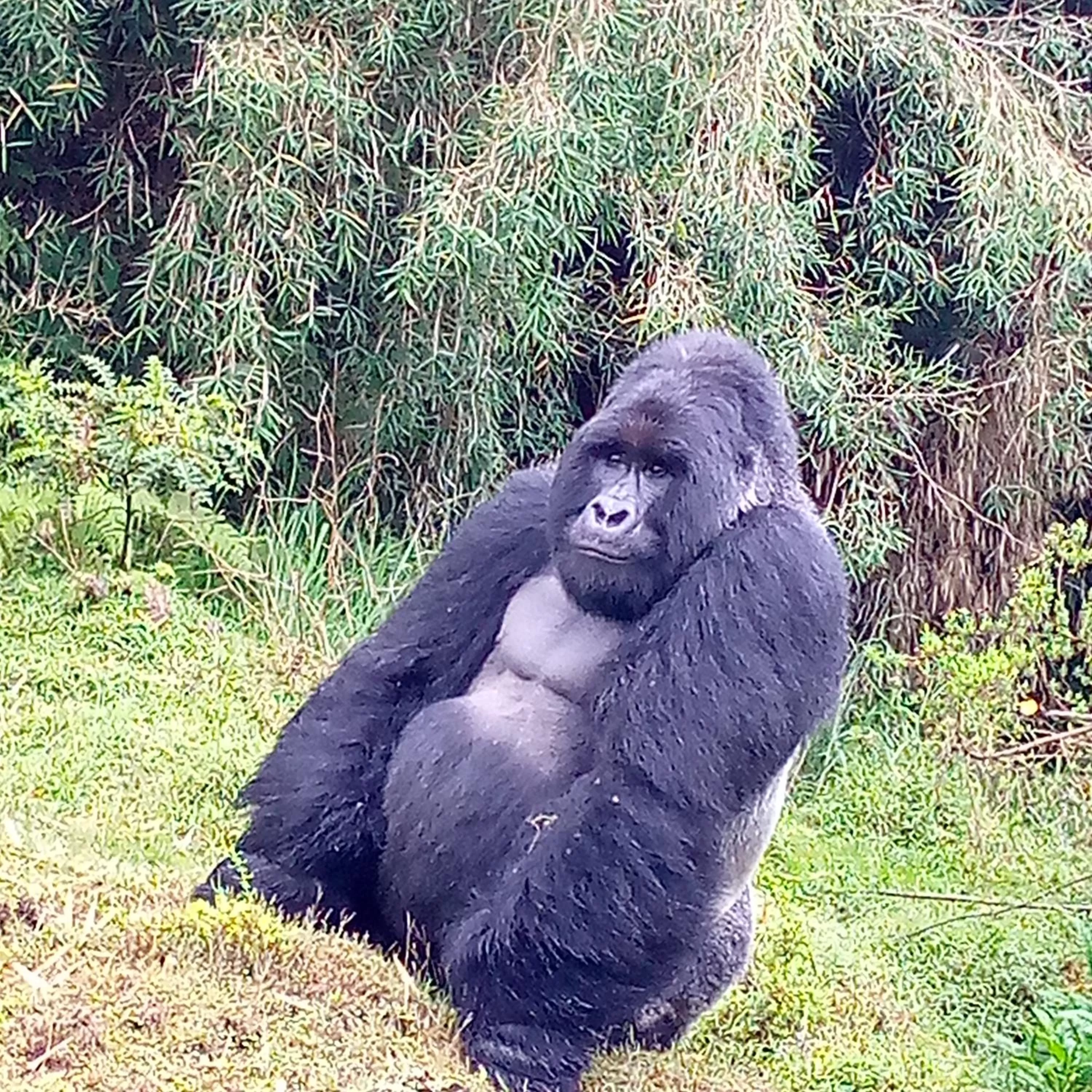 Animals in Santaviva Hotel