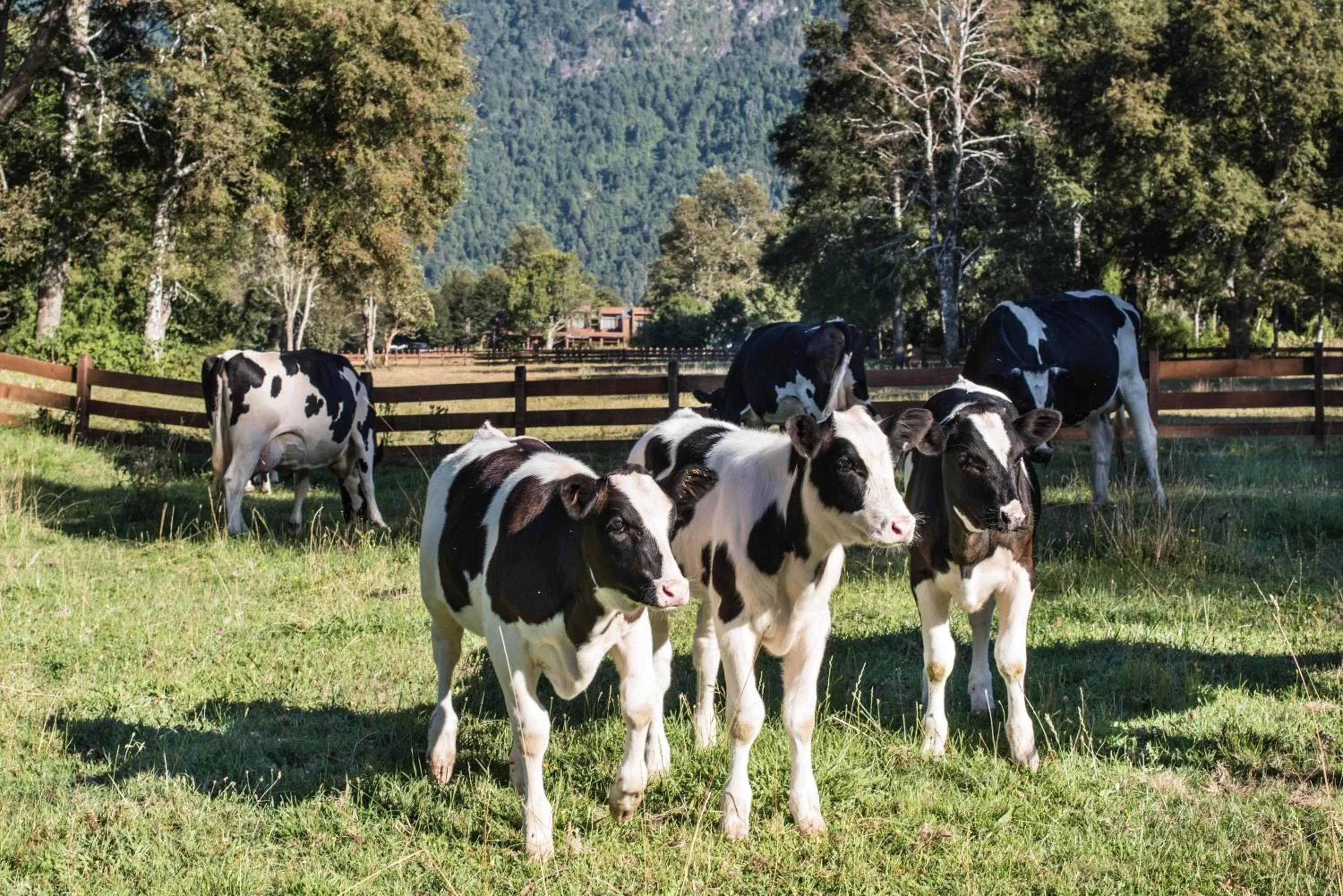 Animals in andBeyond Vira Vira