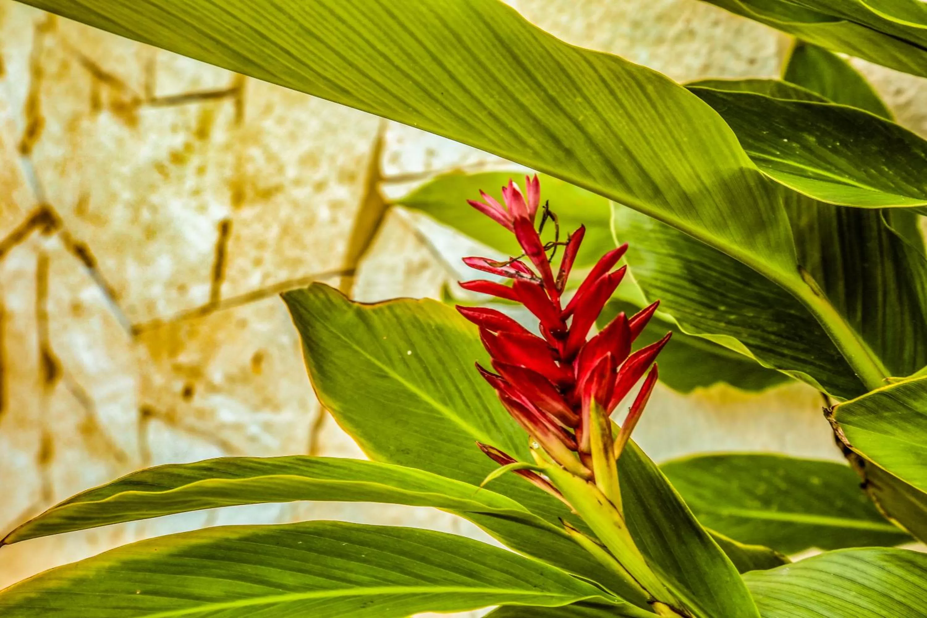 Garden in AGAM Hotel Boutique Bacalar - Adults Only