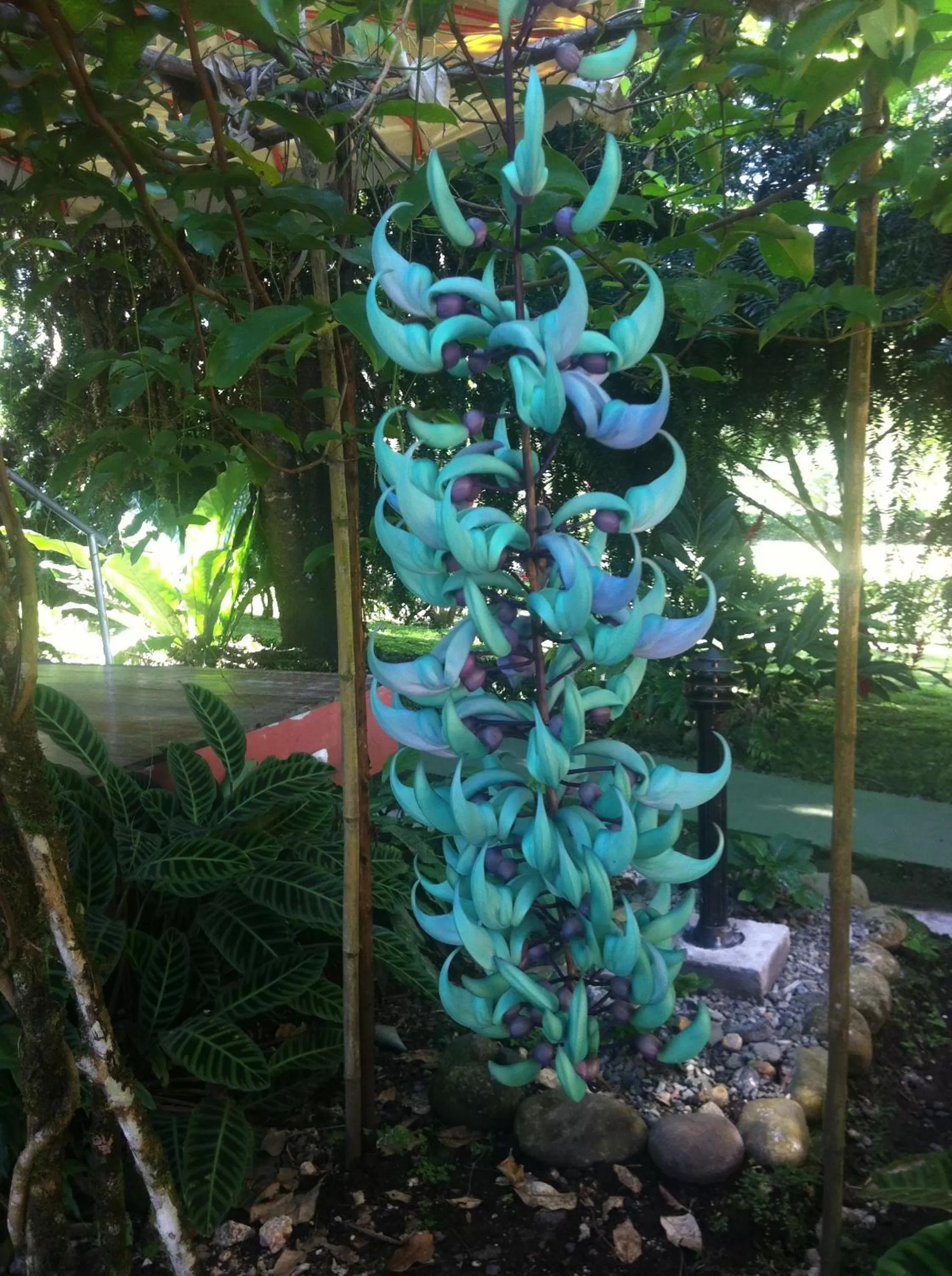 Garden in Cabañas Green House