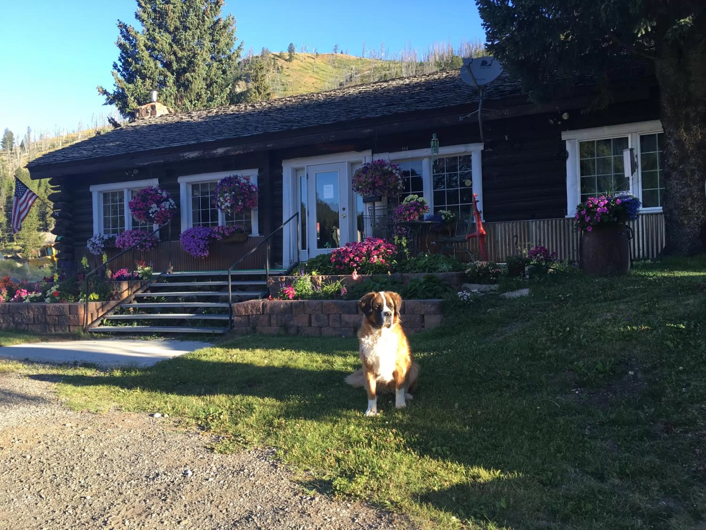 Pets in Antlers Lodge