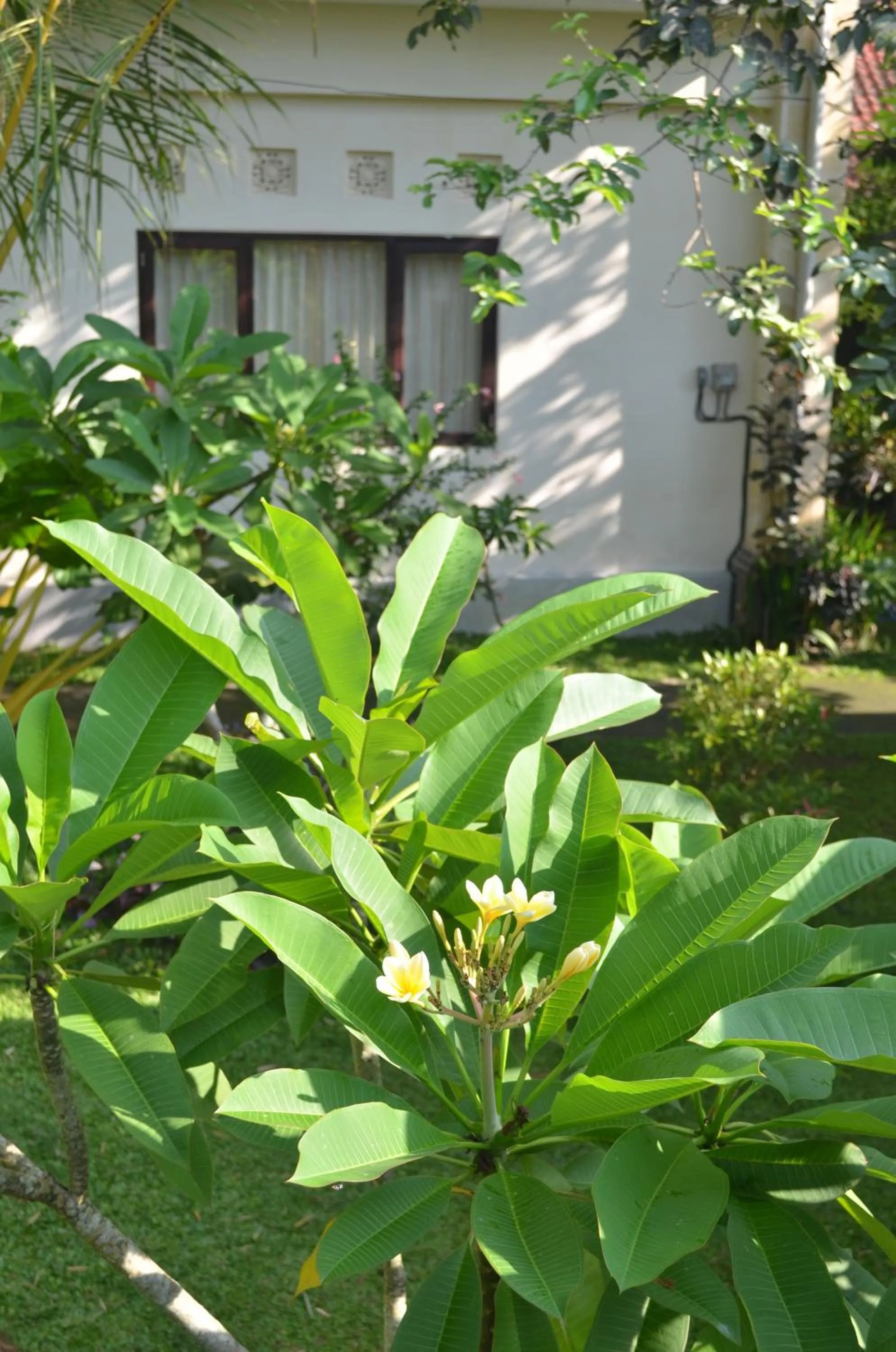 Area and facilities in Wijaya Guest House Ubud