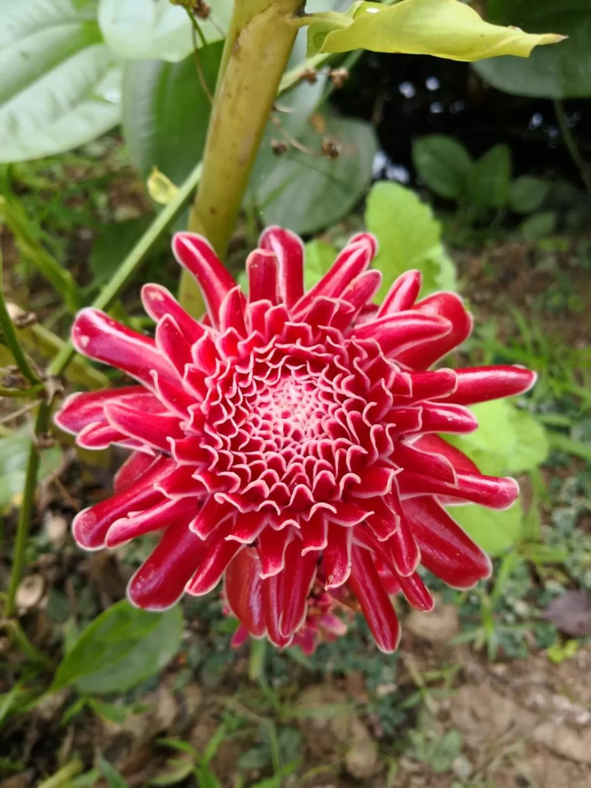 Garden view in Pura Vida Pai Resort
