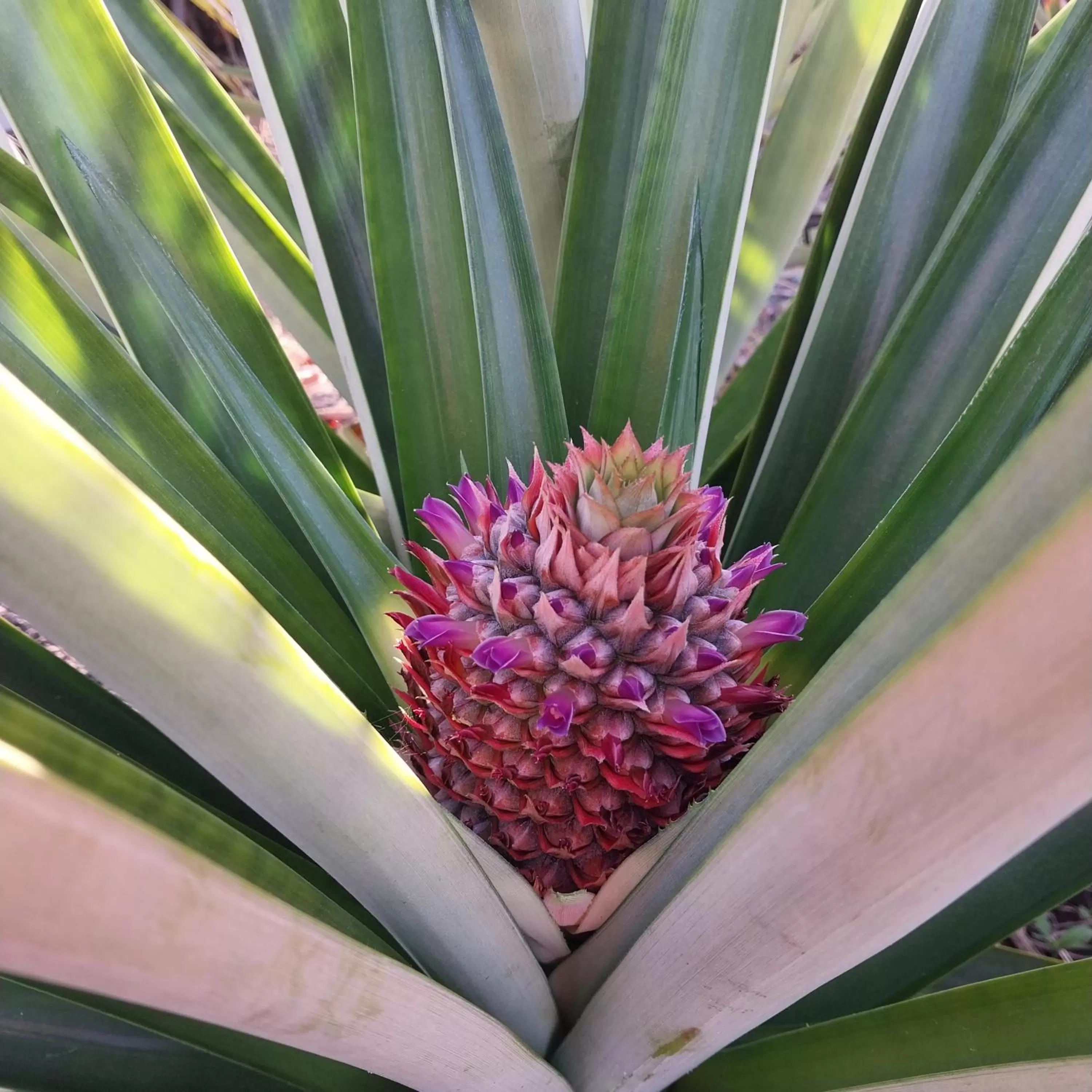 Garden in Hotel Jardín Garden de Granada Nicaragua