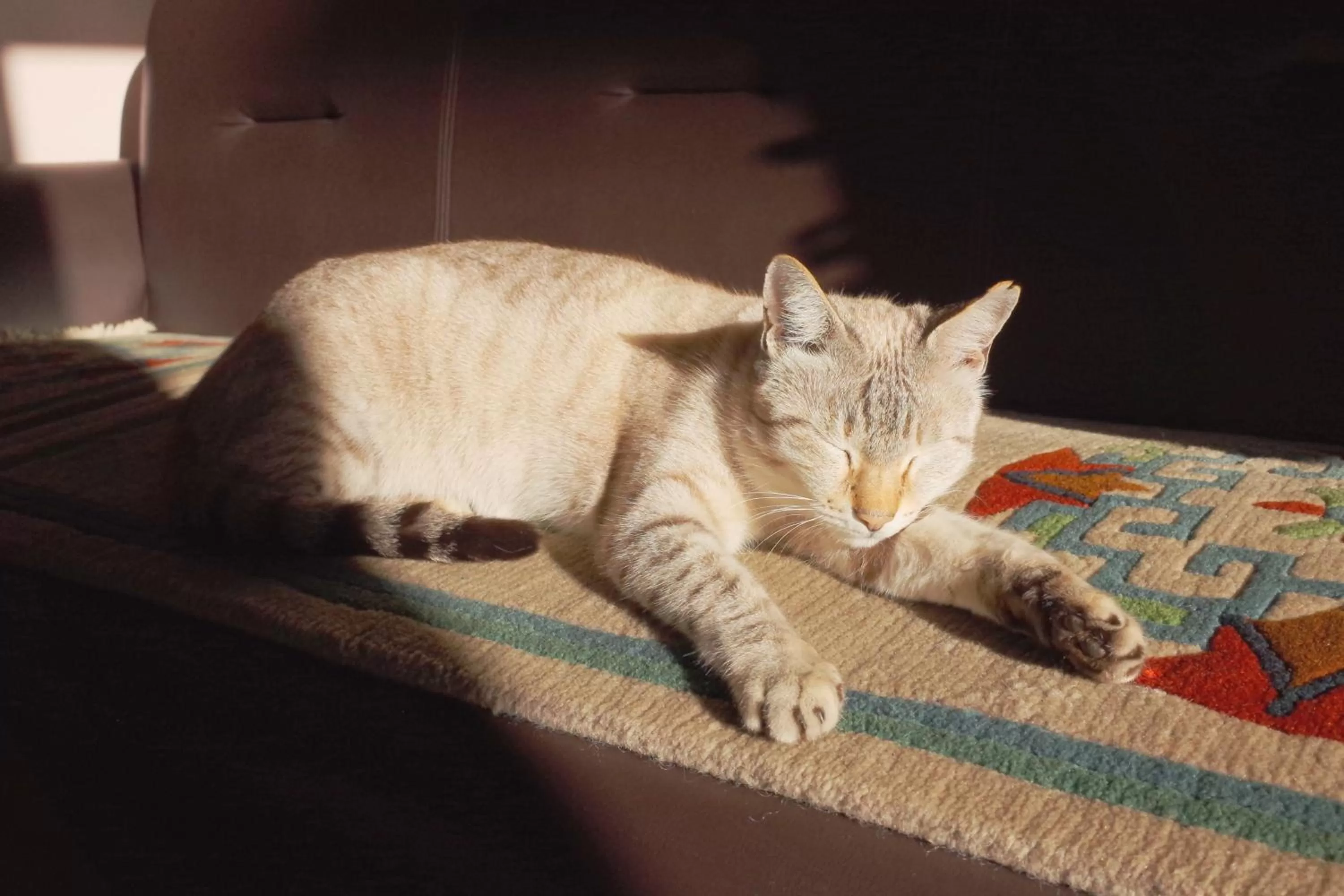 Pets in New Annapurna Guest House