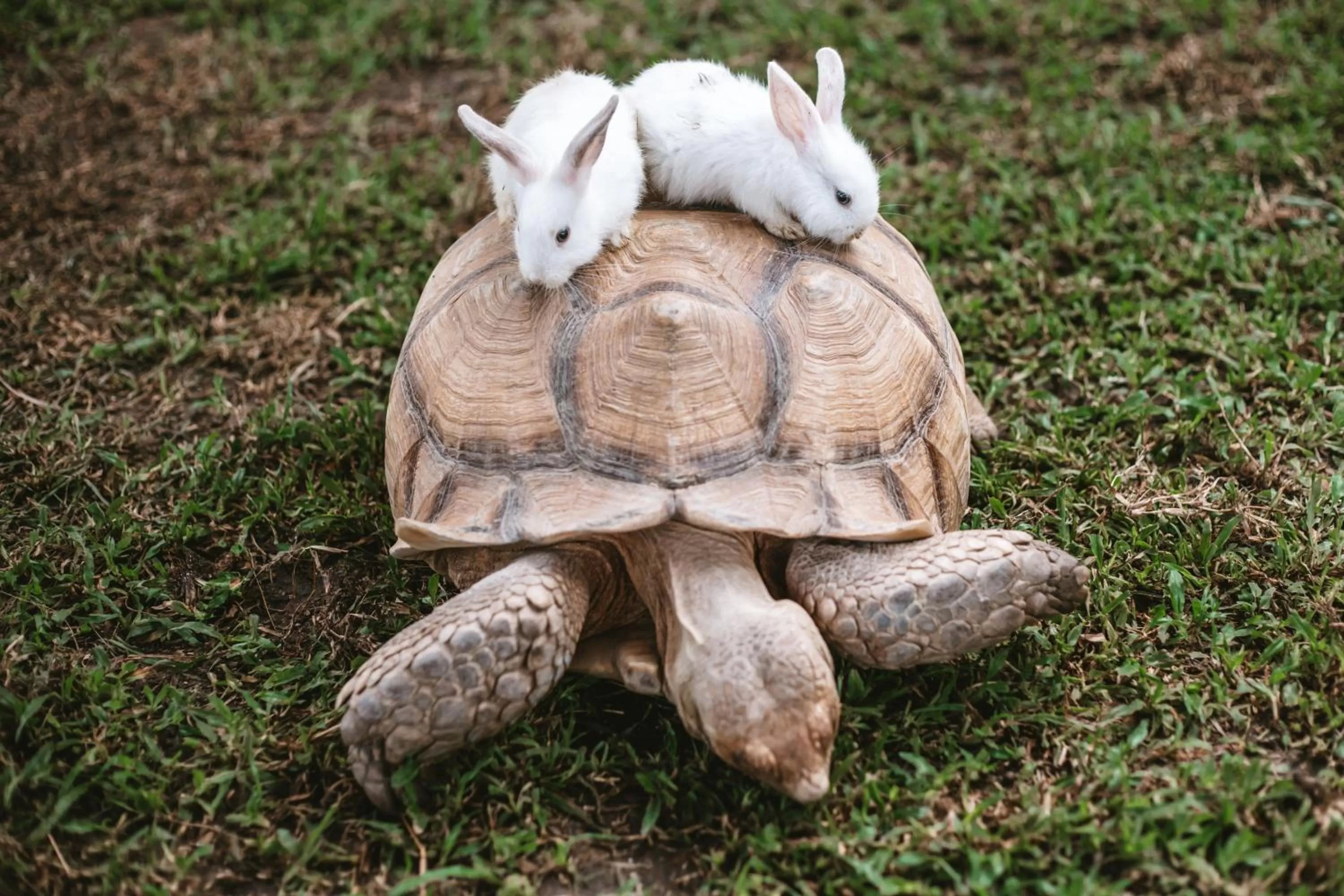 Animals in Thavorn Palm Beach Resort Phuket