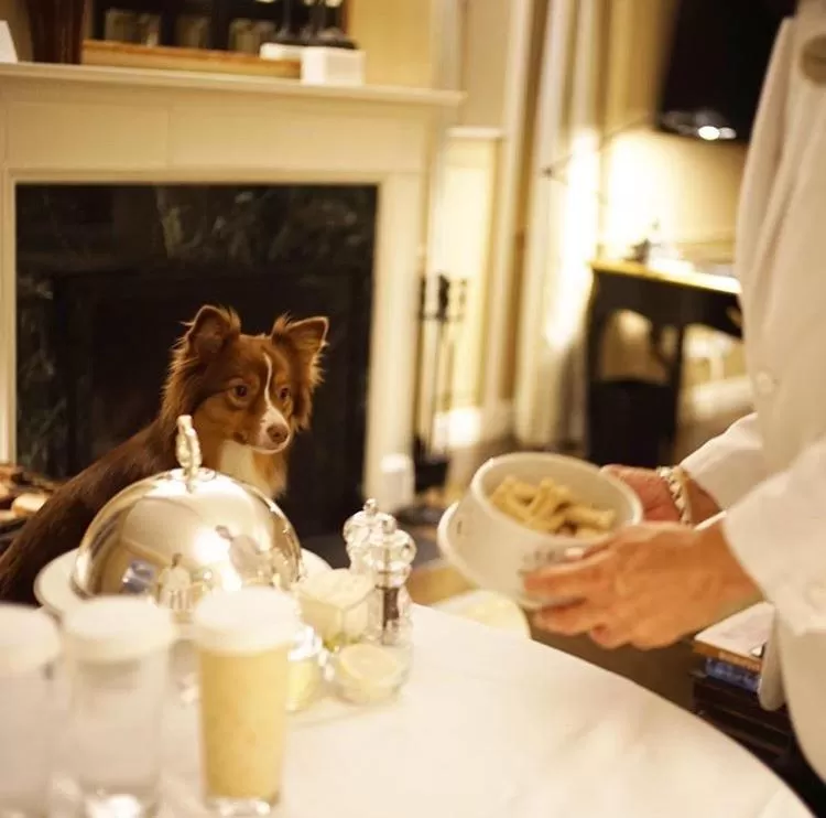 Animals in Lowell Hotel