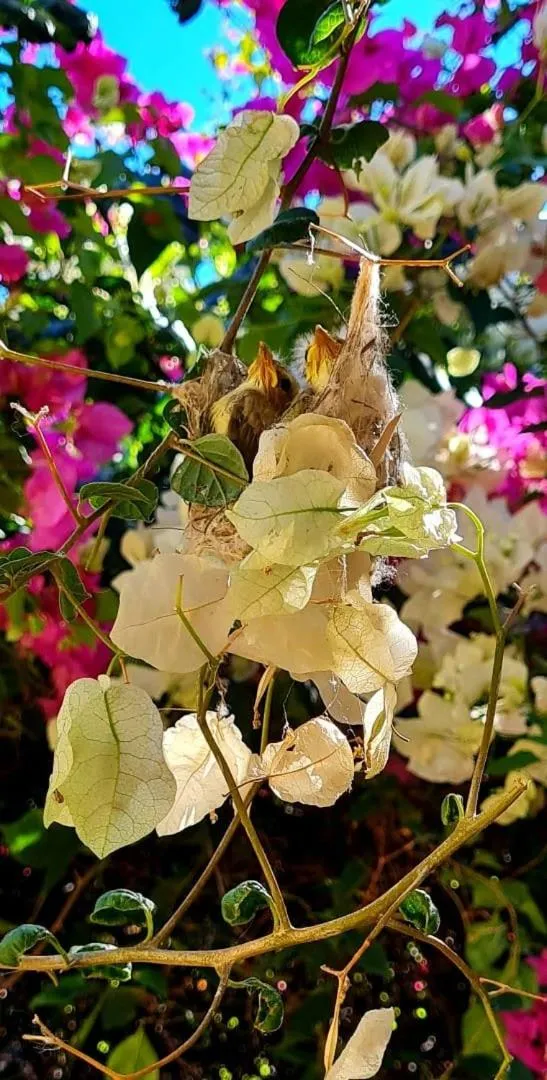 Spring in Ningaloo Lodge Exmouth