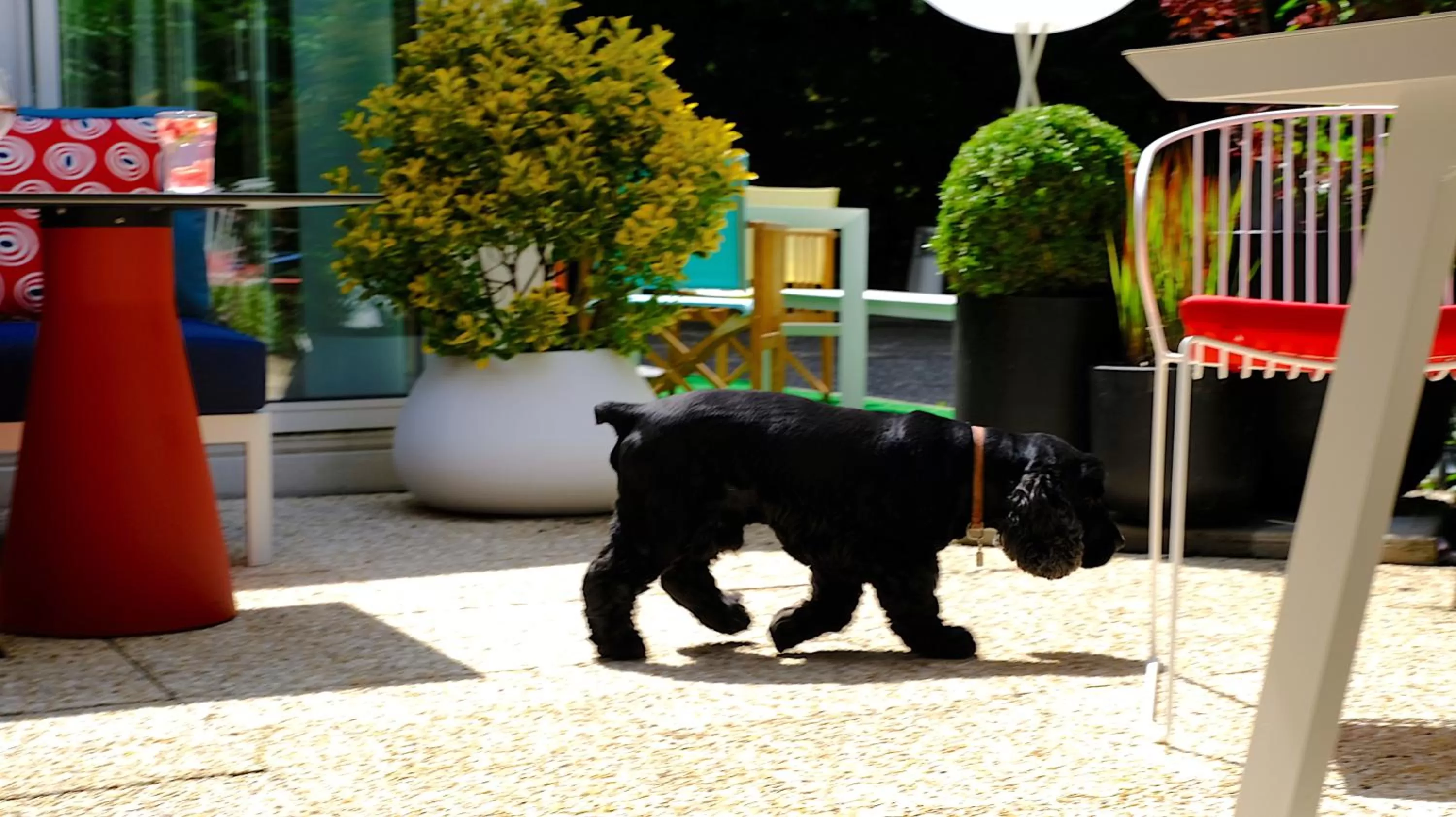 Animals in Mercure Hotel Forbach Centre de Loisirs