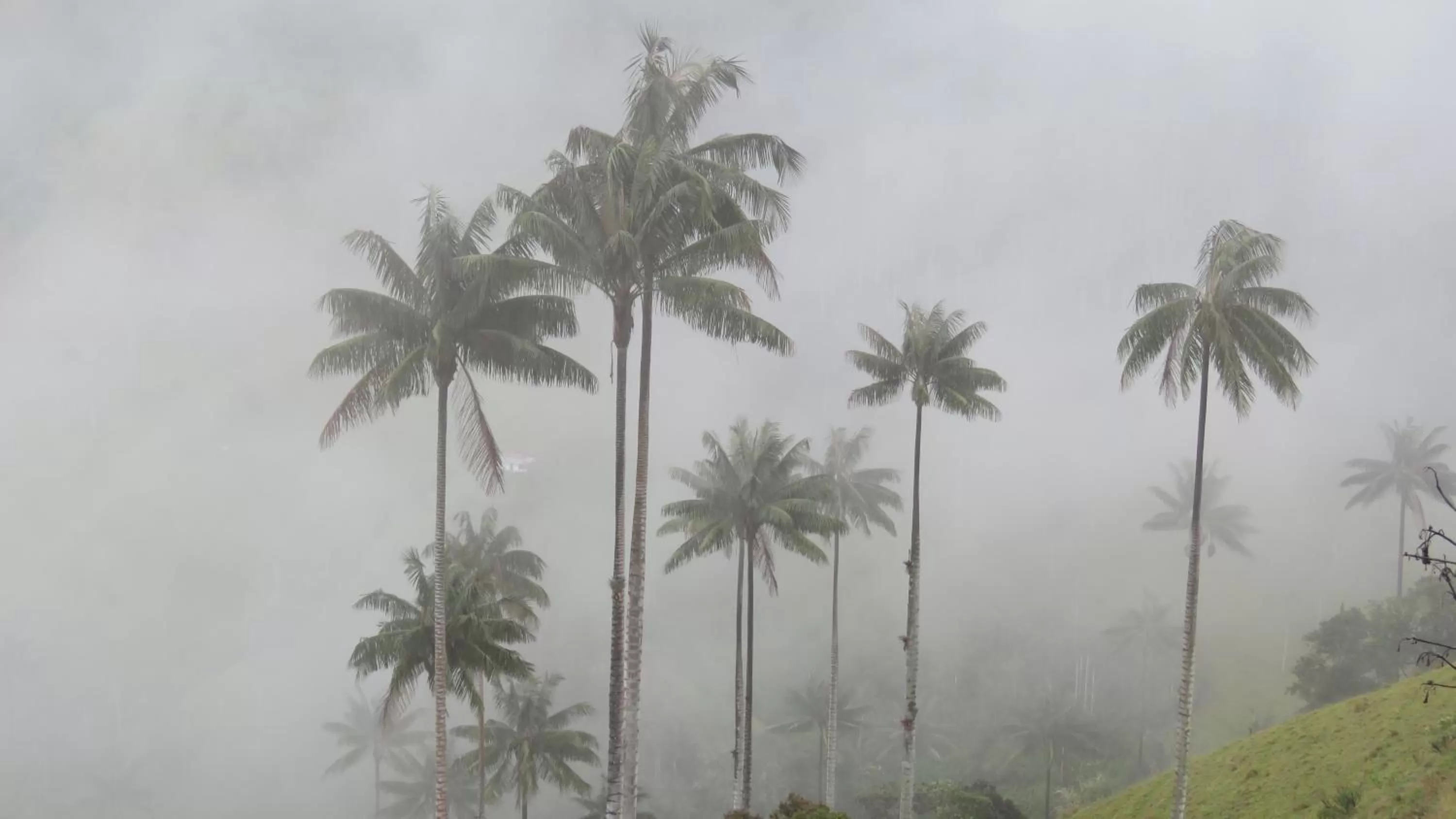 Off site in La Cabaña Ecohotel - Valle del Cocora