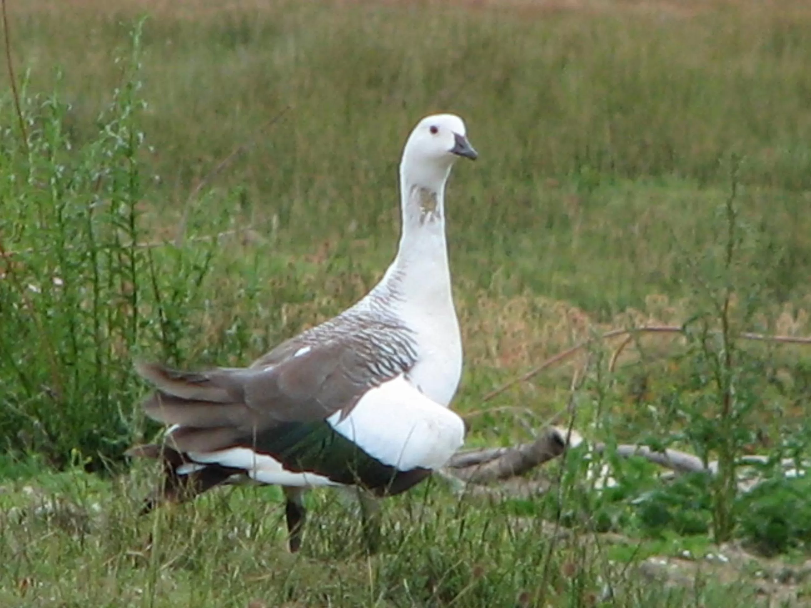 Area and facilities in Hosteria Cauquenes De Nimez