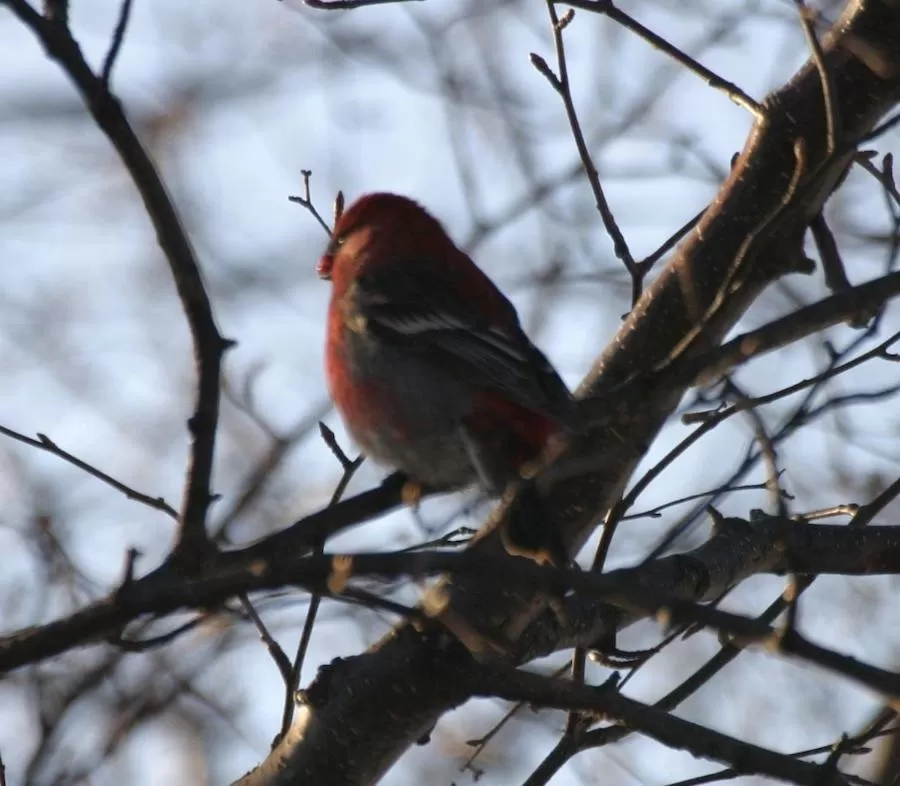 Animals, Other Animals in Halcyon Heights B&B/Inn
