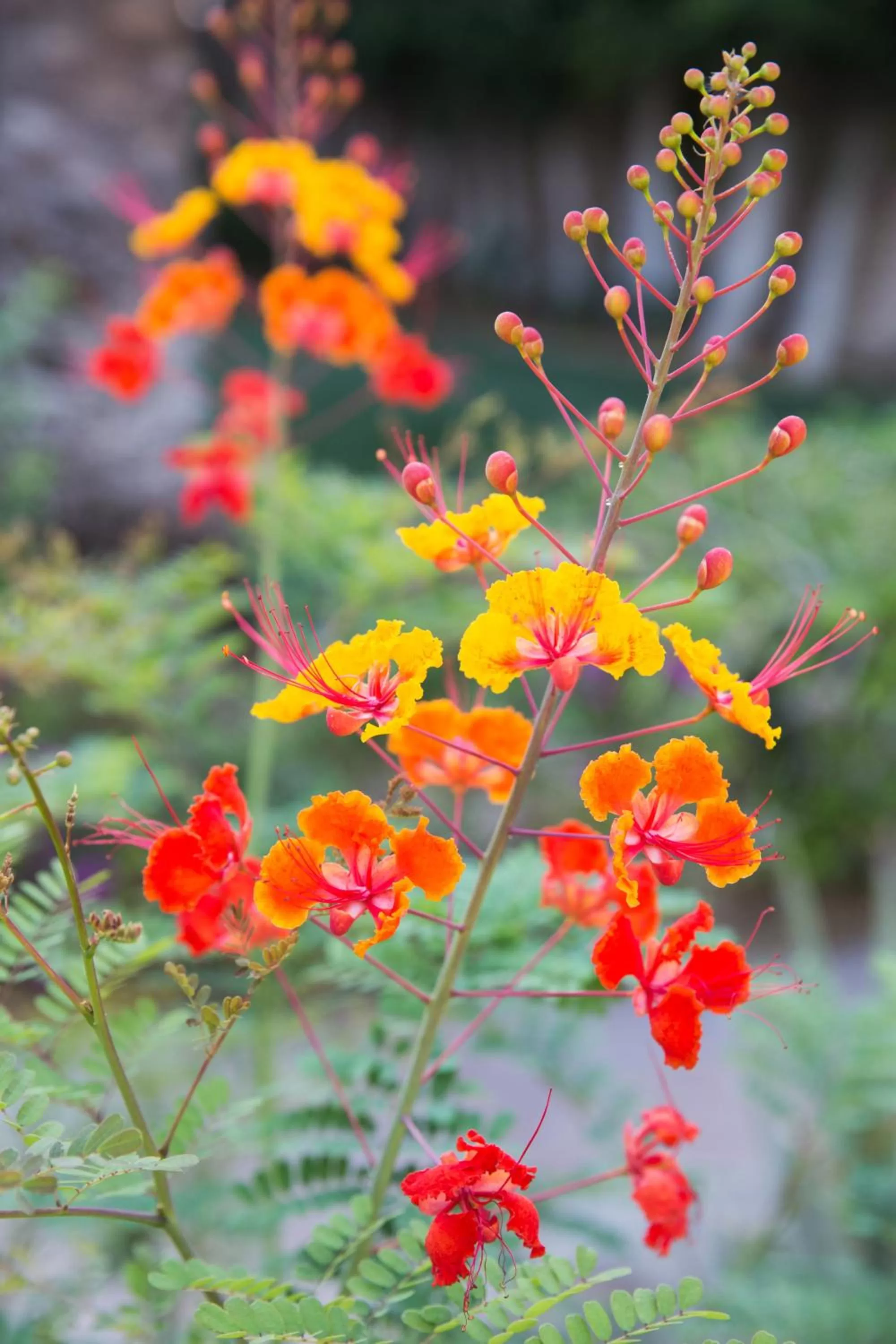 Garden in Santiago Resort - Palm Springs Premier Gay Men’s Resort