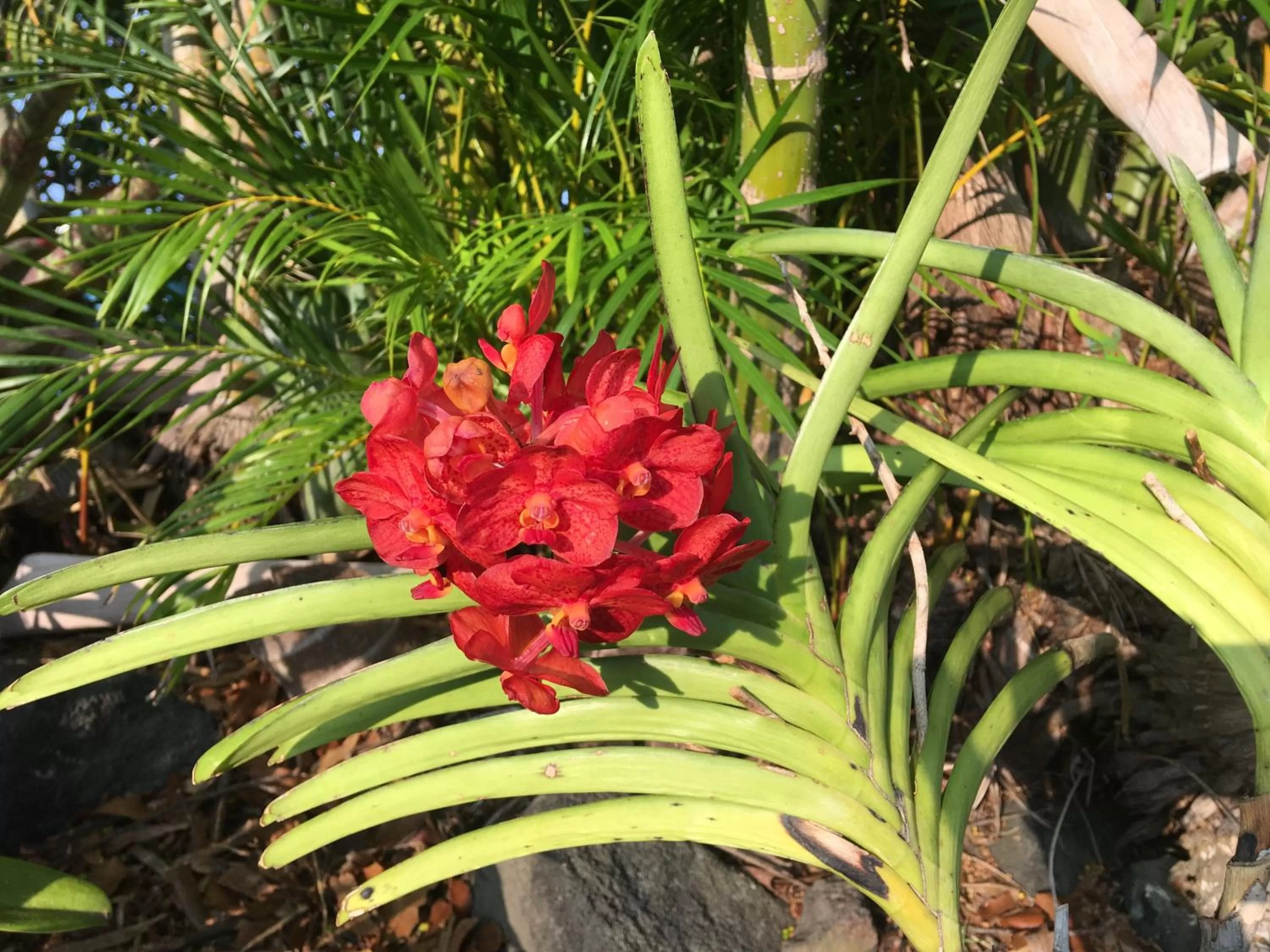 Garden in Kona Bayview Inn