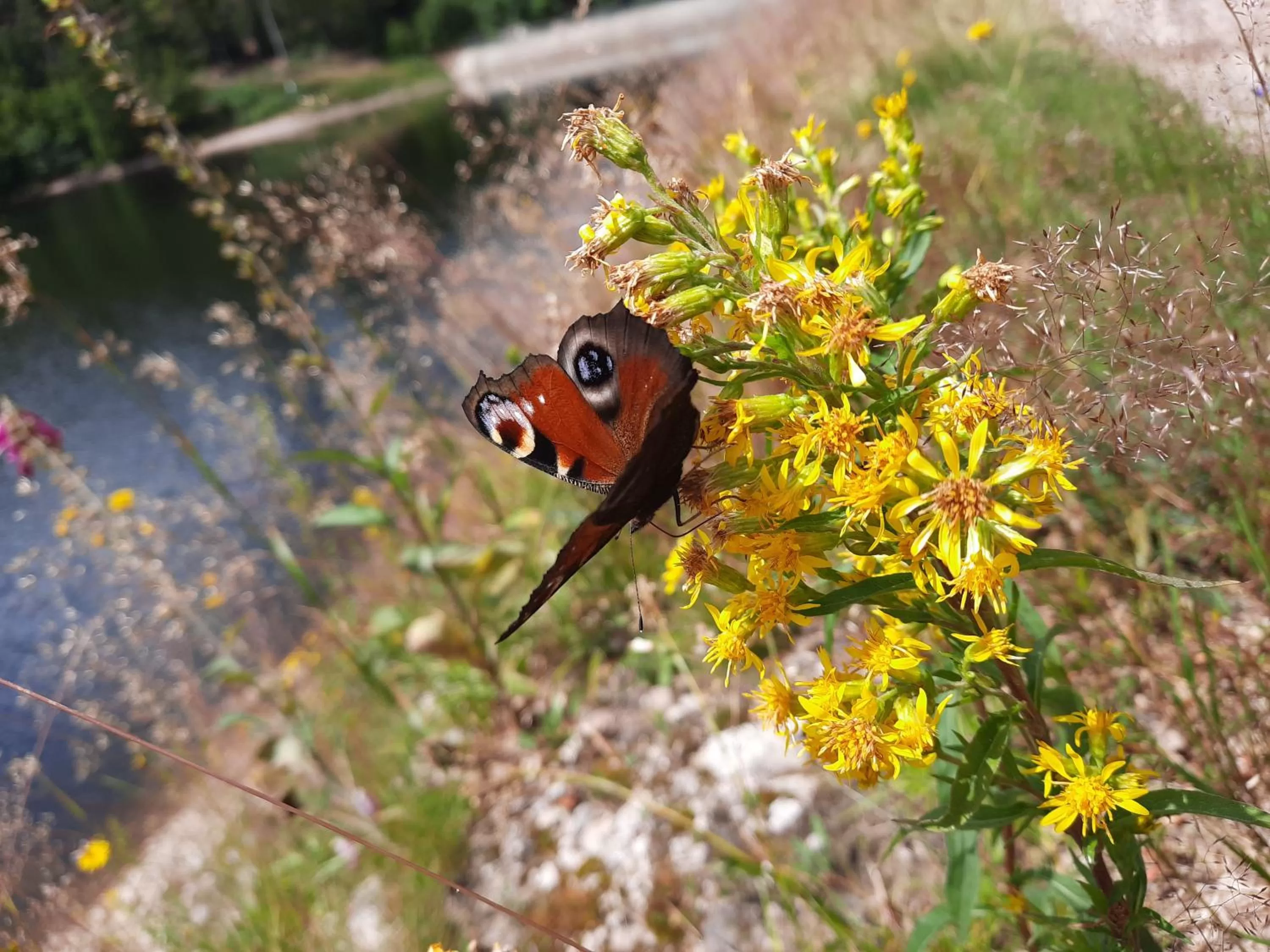 Hiking in Au Cœur des Lacs - Chambres d'hôtes