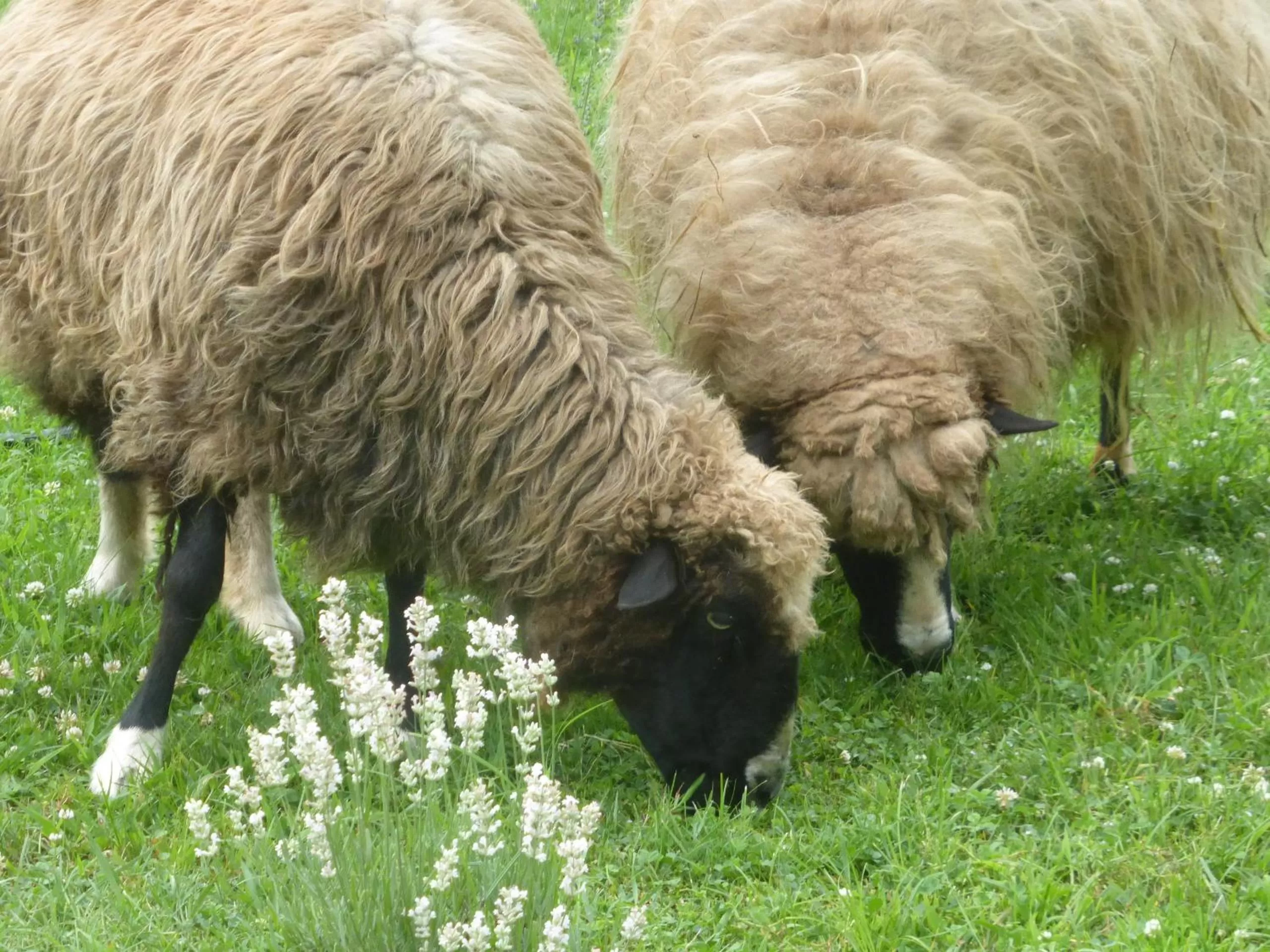 Natural landscape in Mulberry Lavender Farm and B&B