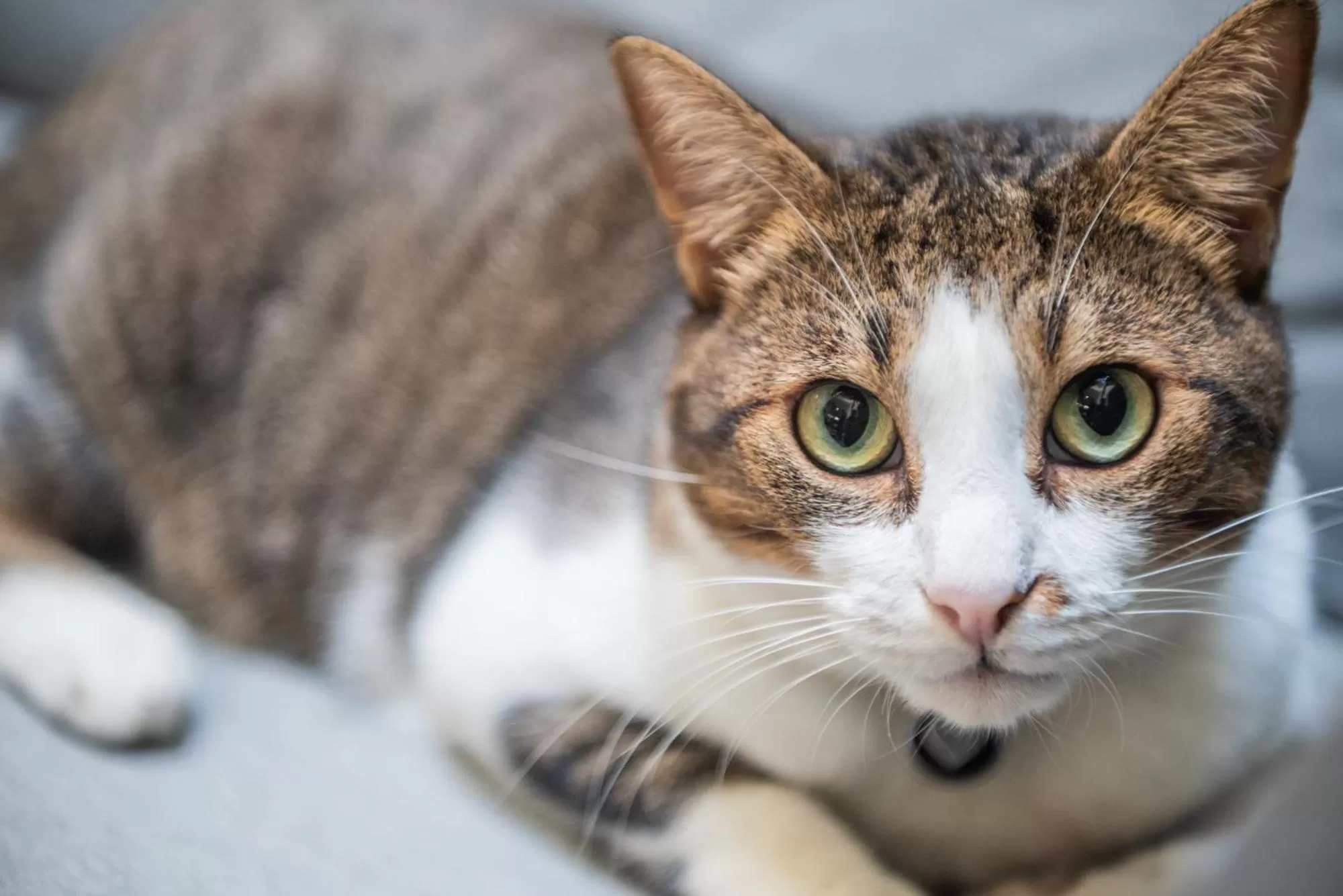 Pets in Central Gallery Rooms- Palazzo D'Ali' Staiti XIX