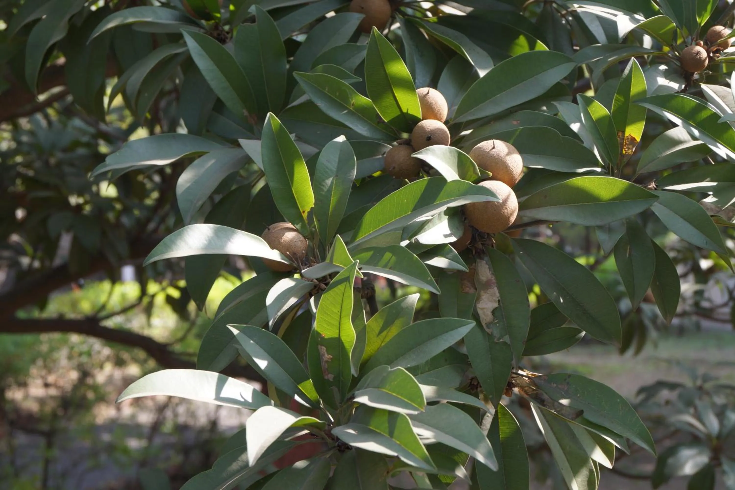 Garden in Ambassador Ajanta Hotel, Aurangabad