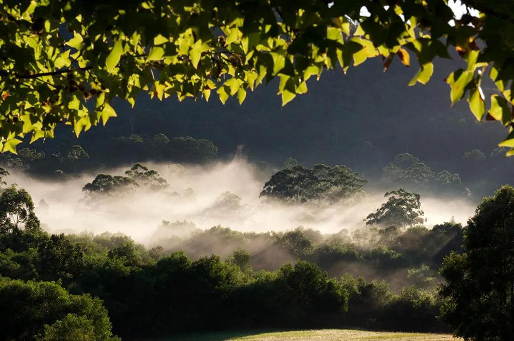 Natural landscape in Clarendon Forest Retreat